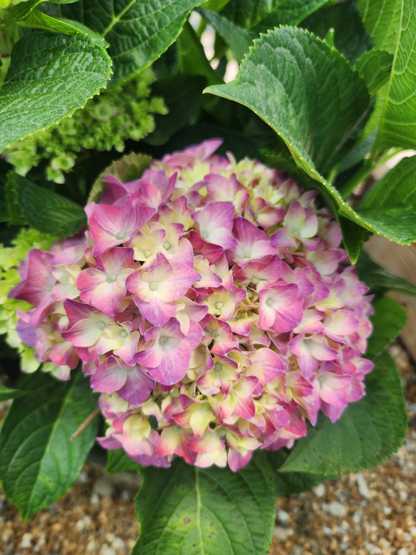 Hydrangea, Big-leaf Mophead 'Seaside Serenade Cape Cod' (Hydrangea)