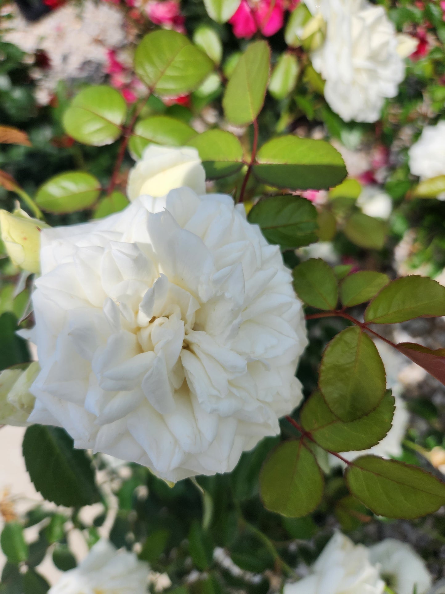 Rose, Shrub 'Grace N' Grit White' (Rosa)