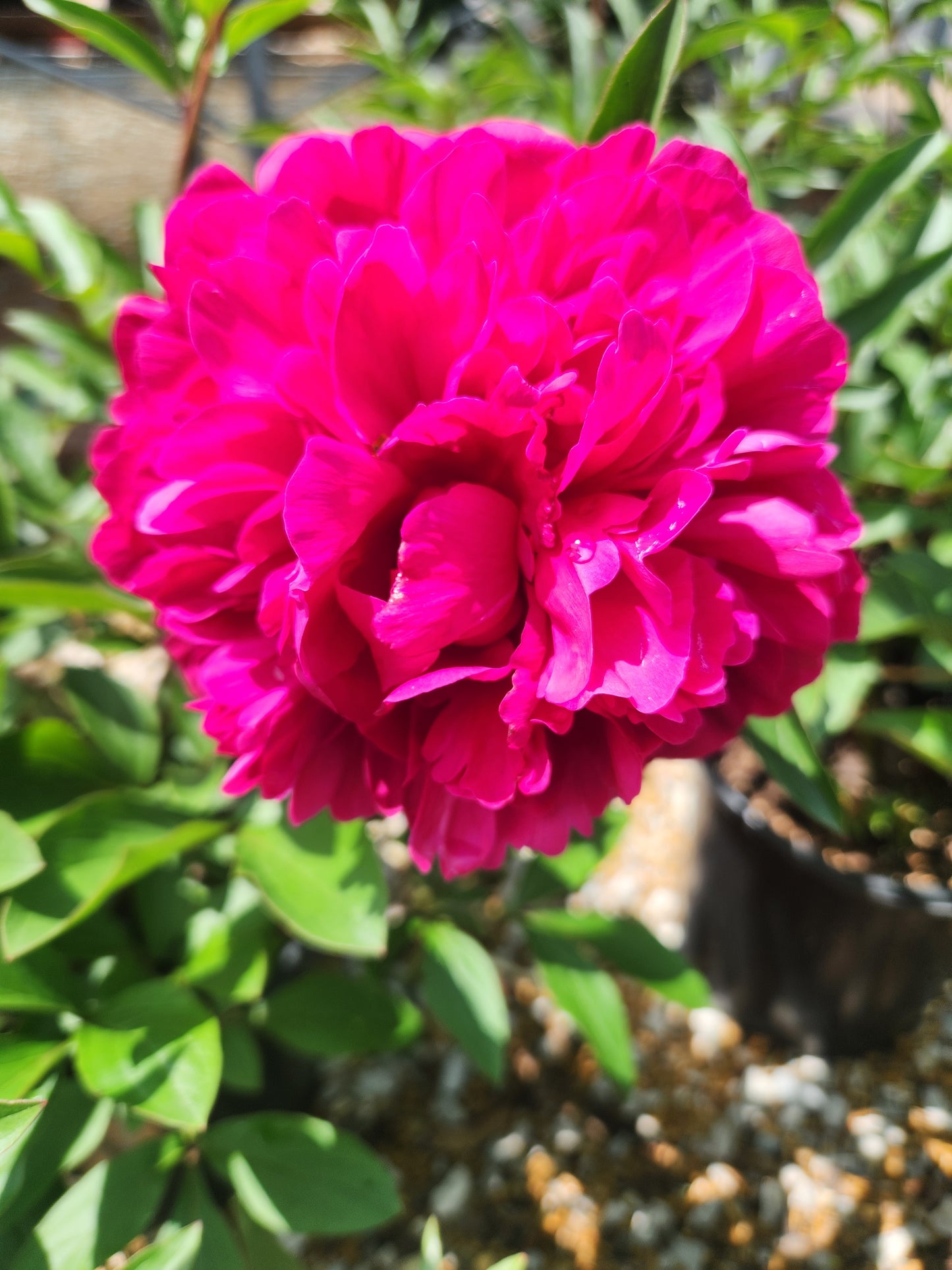 Peony 'Kansas' (Paeonia)