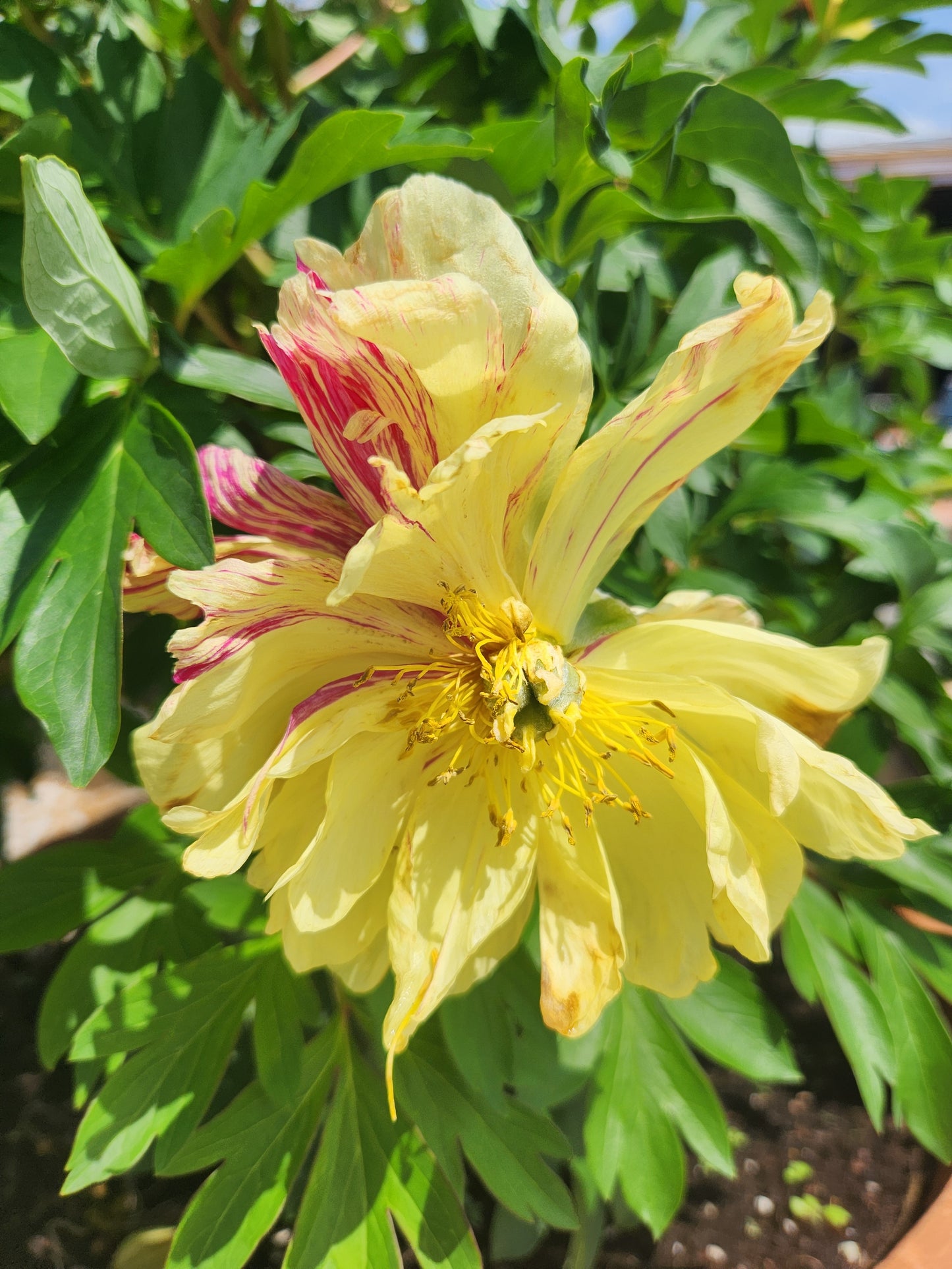 Peony, Itoh 'Singing Rain' (Paeonia)