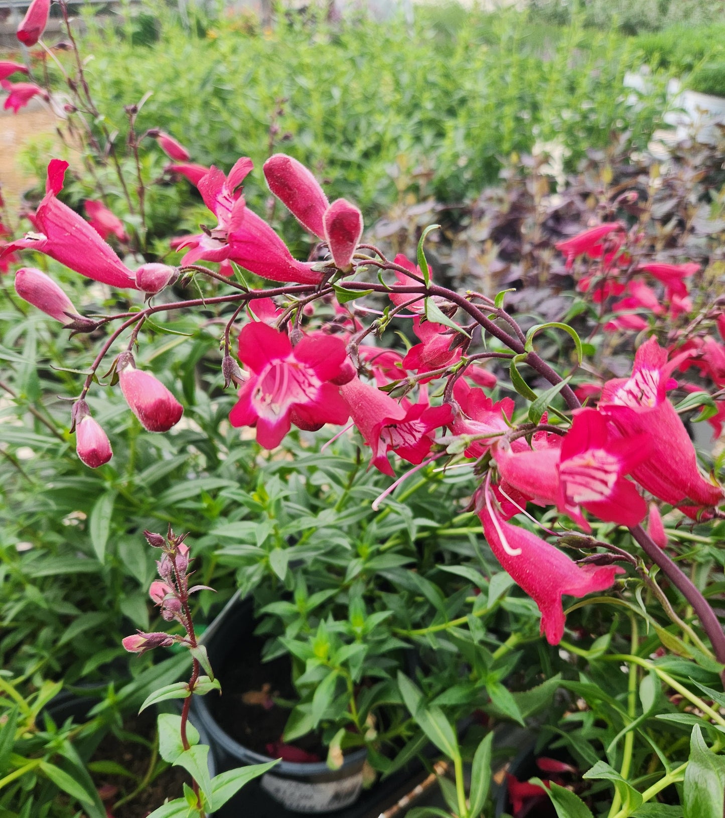 Beardtongue 'Mission Bells Deep Rose' (Penstemon)