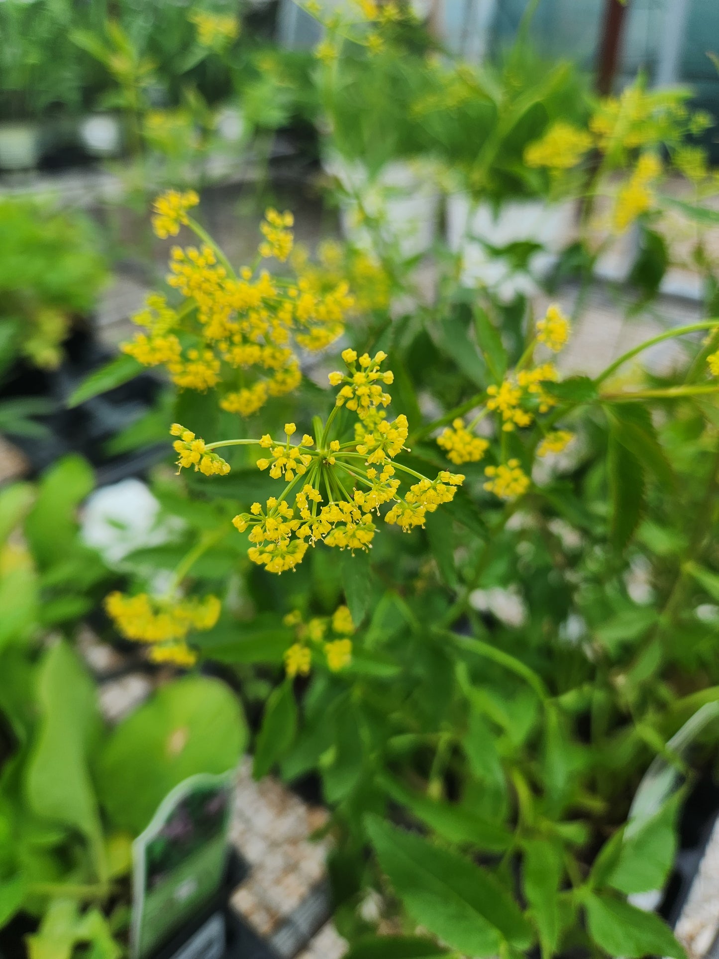 Golden Alexander (Zizia)