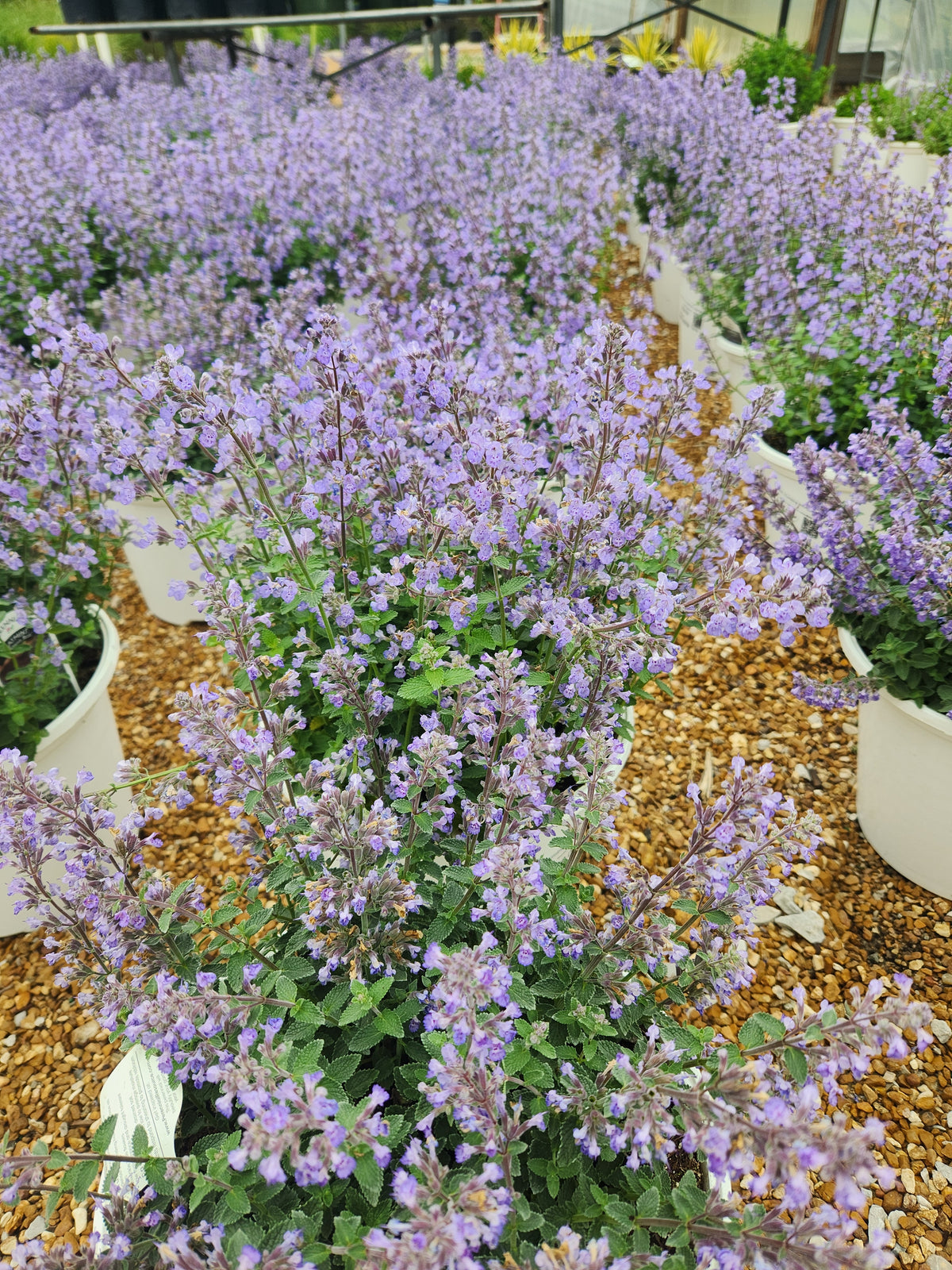 Catmint, Clumping 'Purrsian Blue' (Nepeta)
