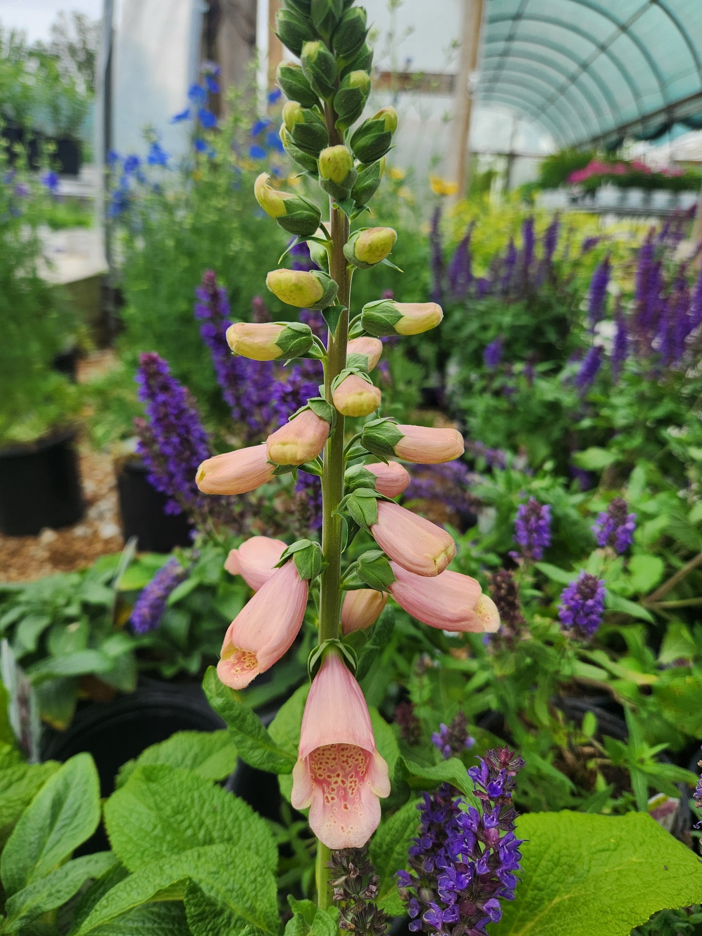 Foxglove, Common 'Dalmation Peach' (Digitalis)