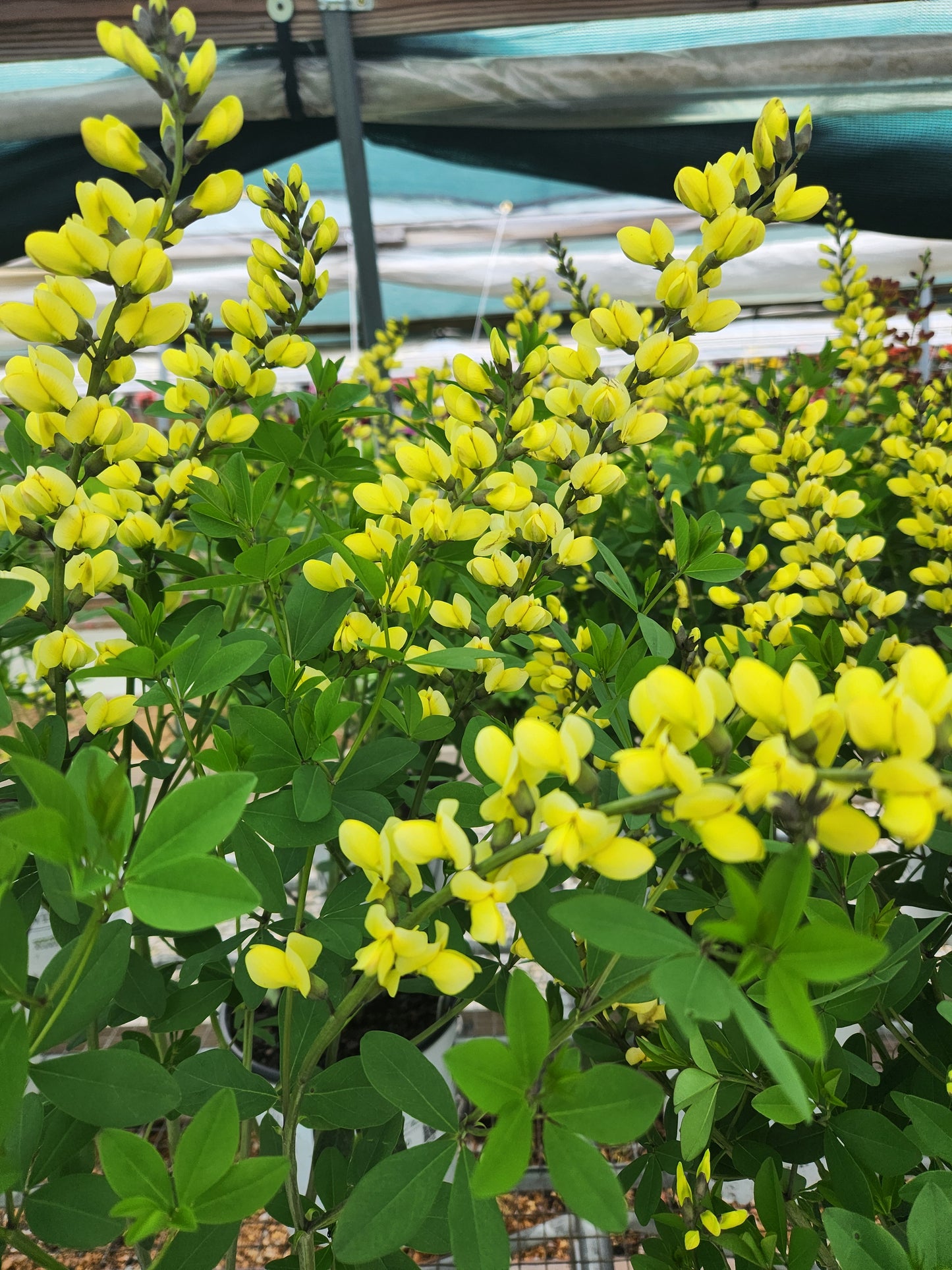False/ Wild Indigo Decadence Series 'Lemon Meringue' (Baptisia)