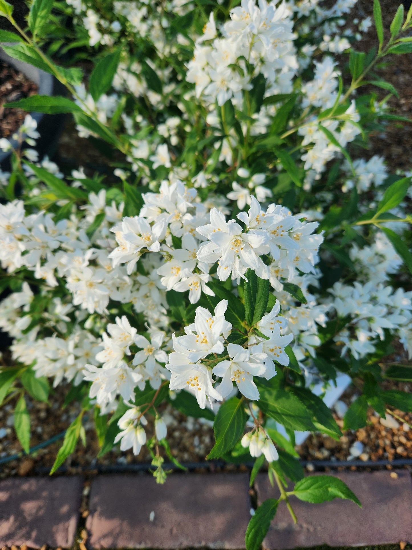 Deutzia, Slender 'Yuki Snowflake' (Deutzia)