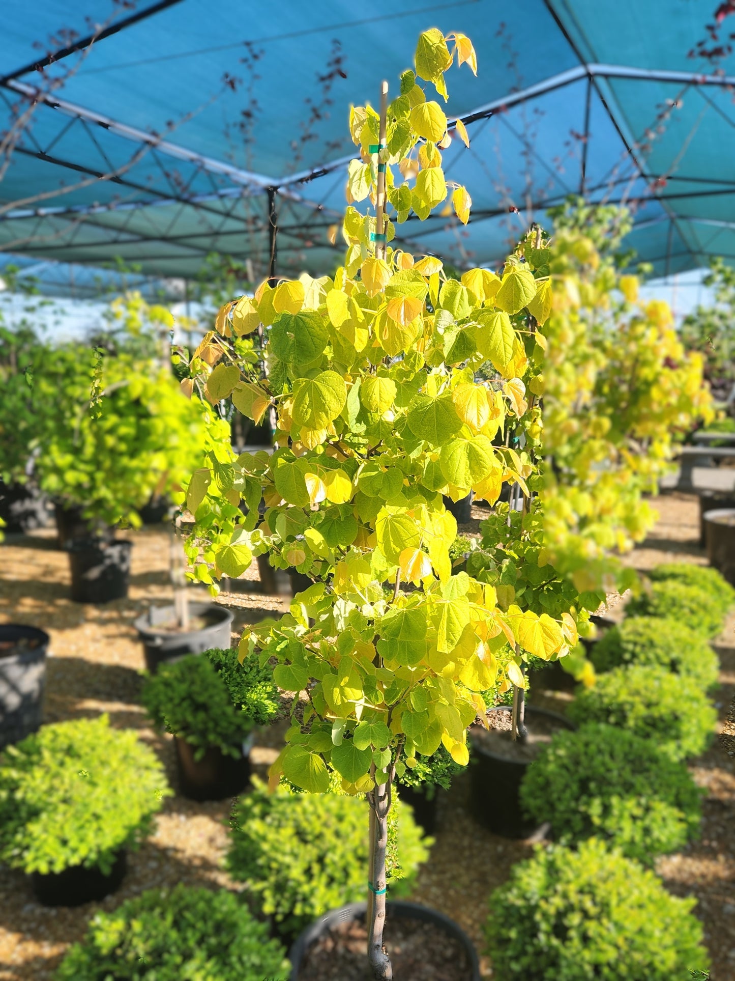 Redbud, Eastern 'The Rising Sun' (Cercis)