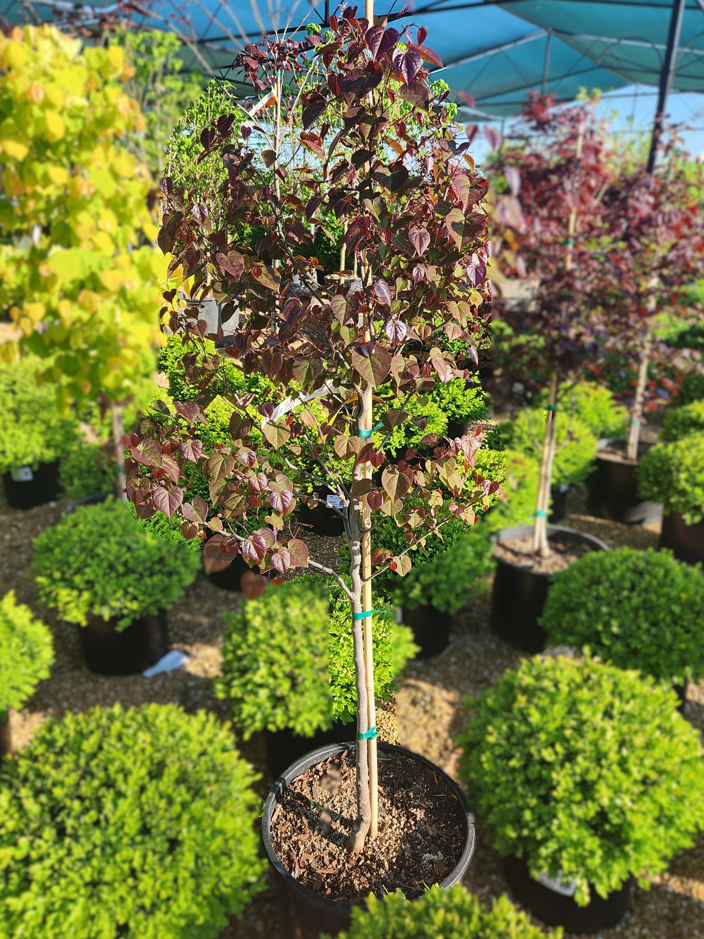 Redbud, Eastern 'Garden Gems Amethyst' (Cercis)