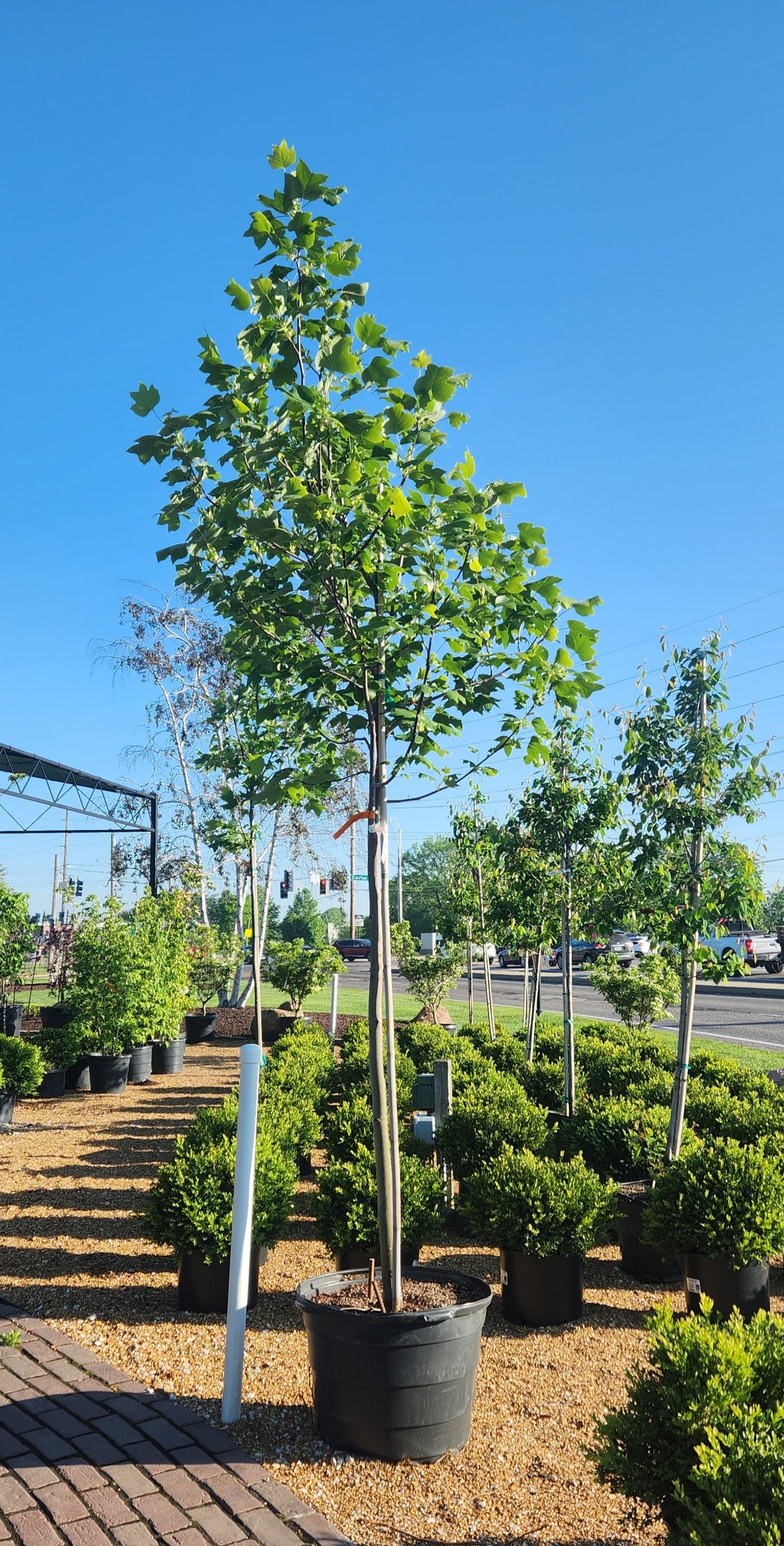 Poplar, Tulip (Liriodendron)