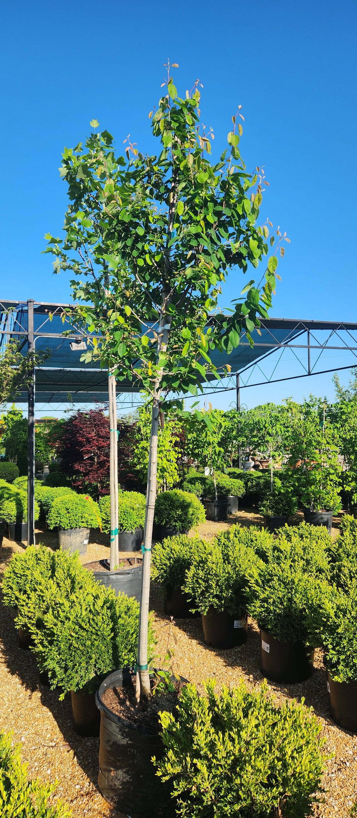 Serviceberry, Apple 'Autumn Brilliance' (Amelanchier) Single Trunk