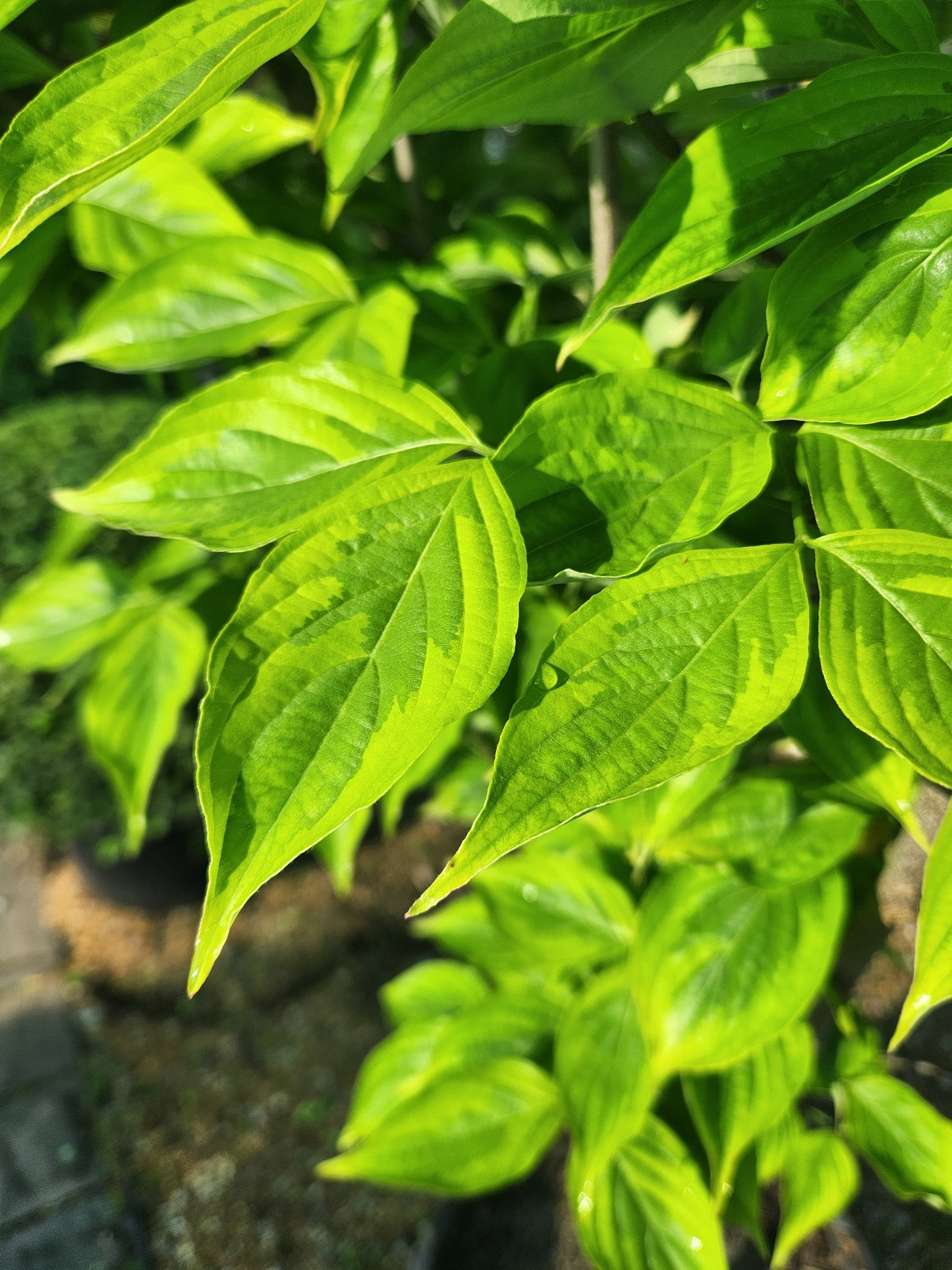 Dogwood, Oriental / Kousa Hybrid 'Celestial Shadow' (Cornus)
