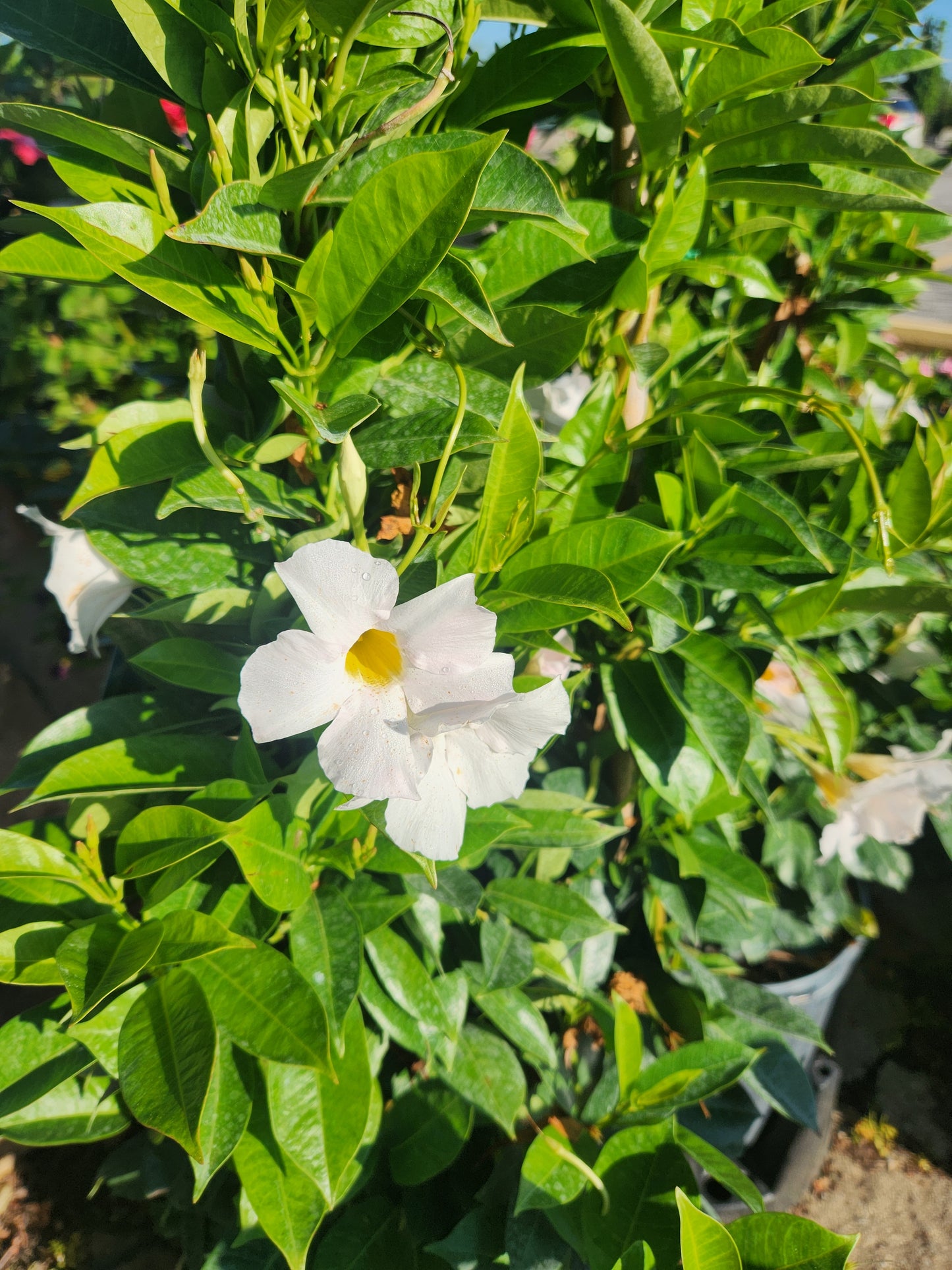 Vine, Mandevilla / Bolivia Jasmine Sun Parasol Giant Series