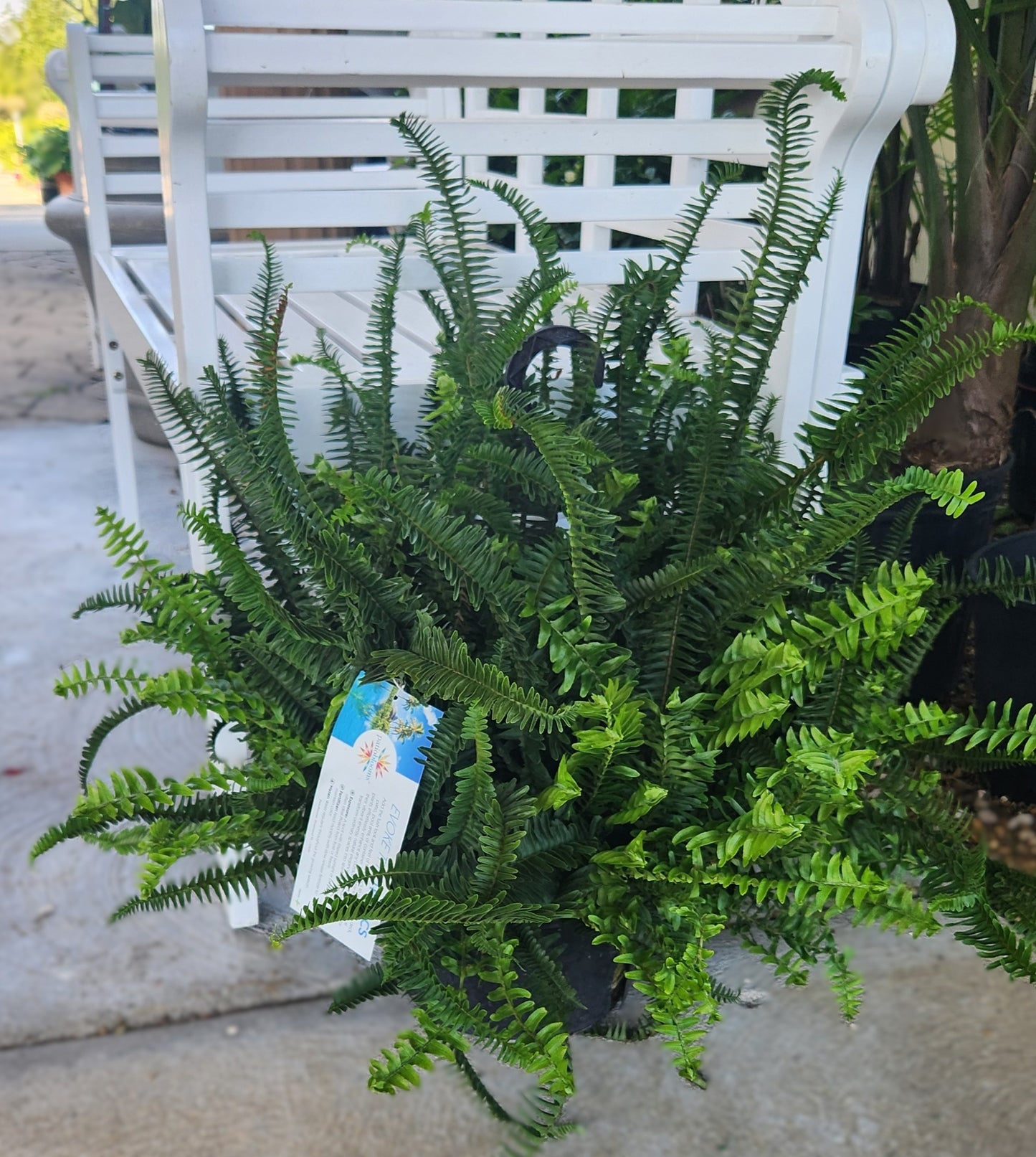 Fern, Sword Sun 'Kimberly Queen' (Nephrolepis)