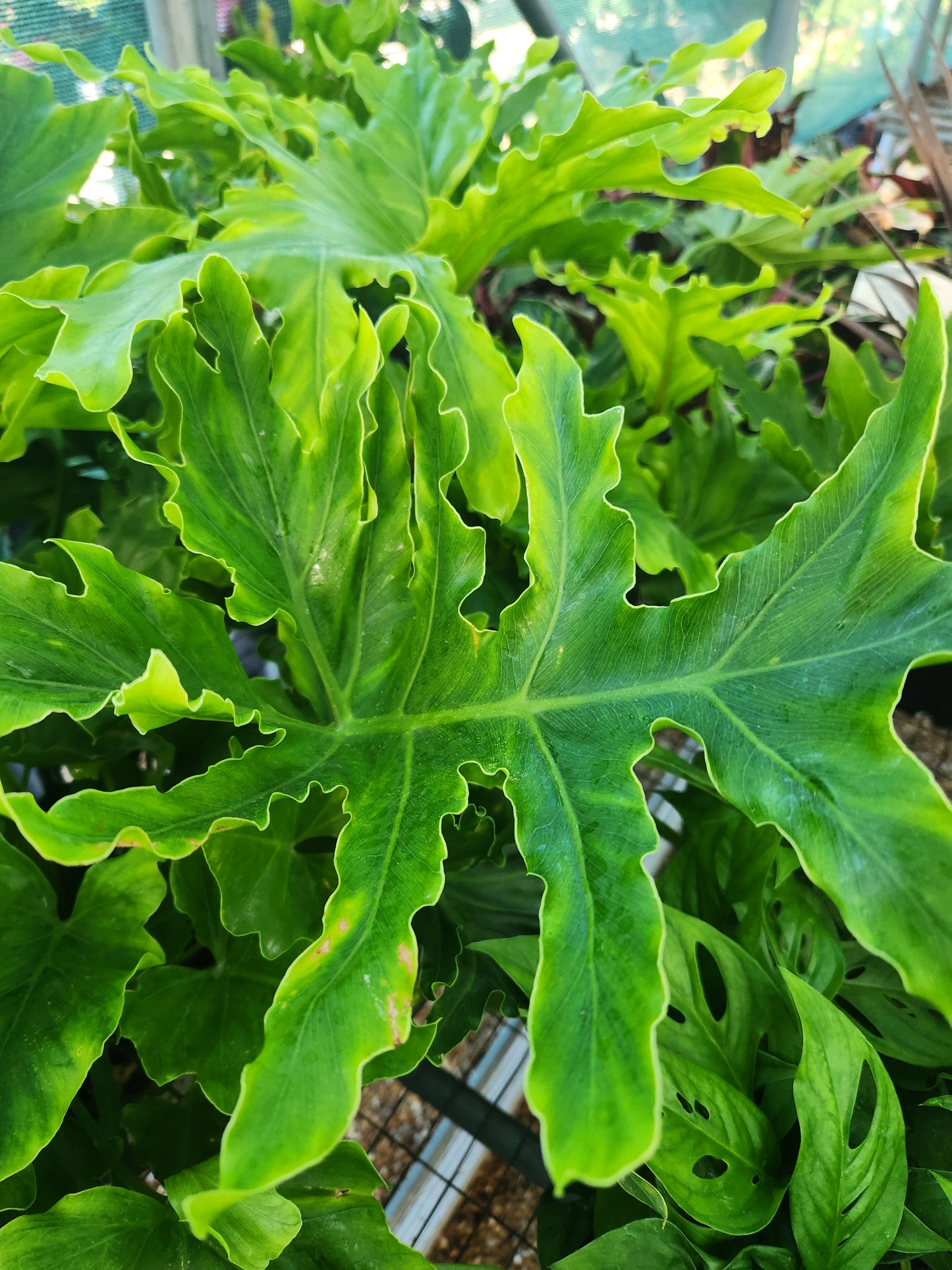 Philodendron 'Lickety Split' (Thaumatophyllum)