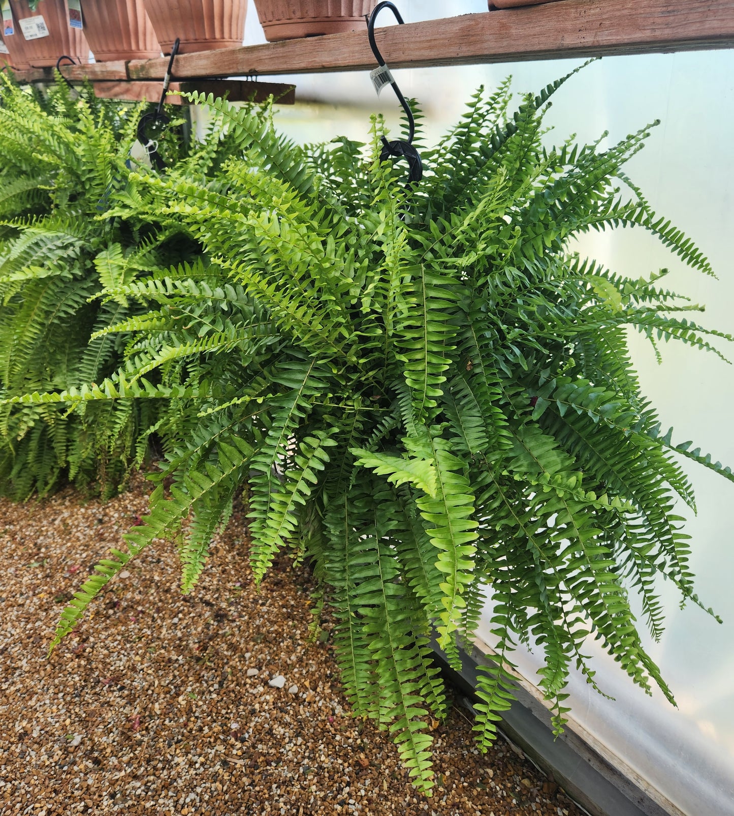 Fern, Boston (Nephrolepis)