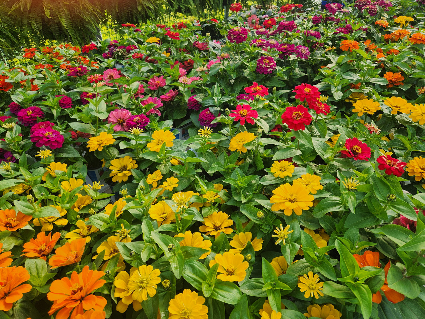 Zinnia, Zesty Series (Zinnia)