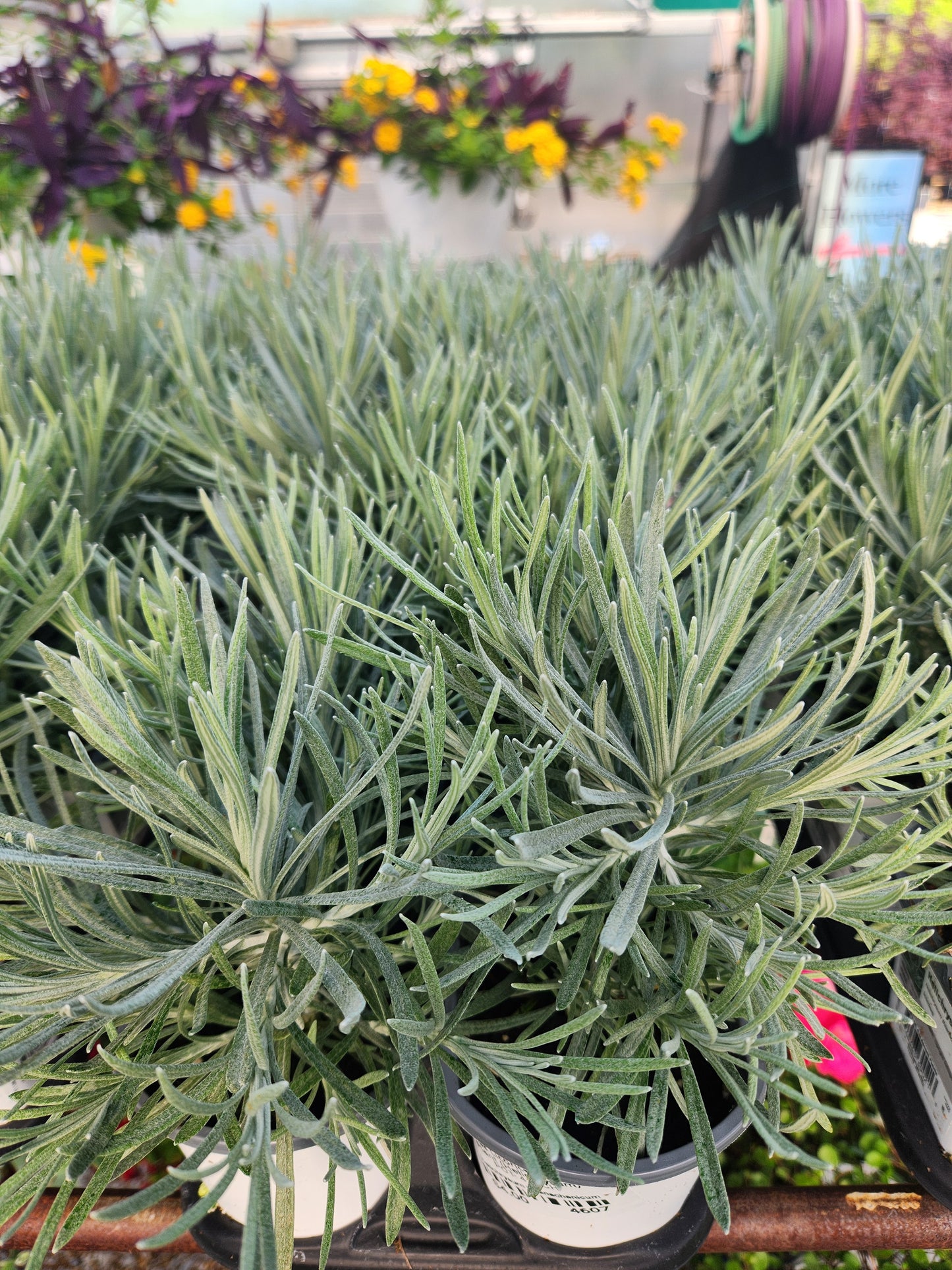 Icicles Licorice / Licorice Plant (Helichrysum)
