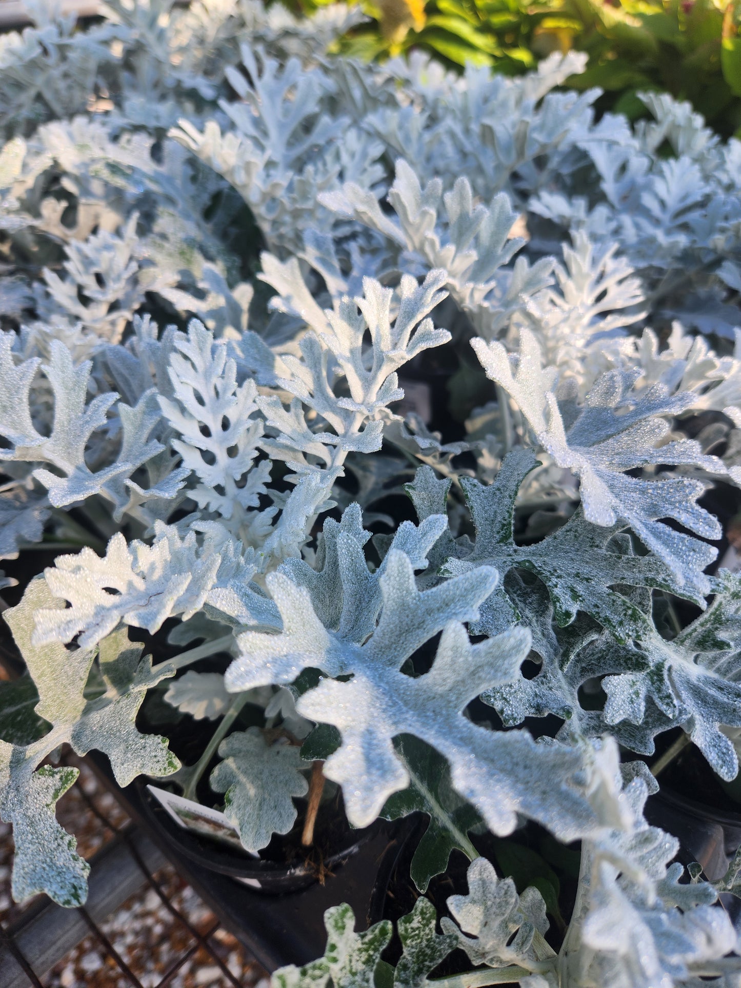 Dusty Miller 'Silverdust' (Jacobaea)