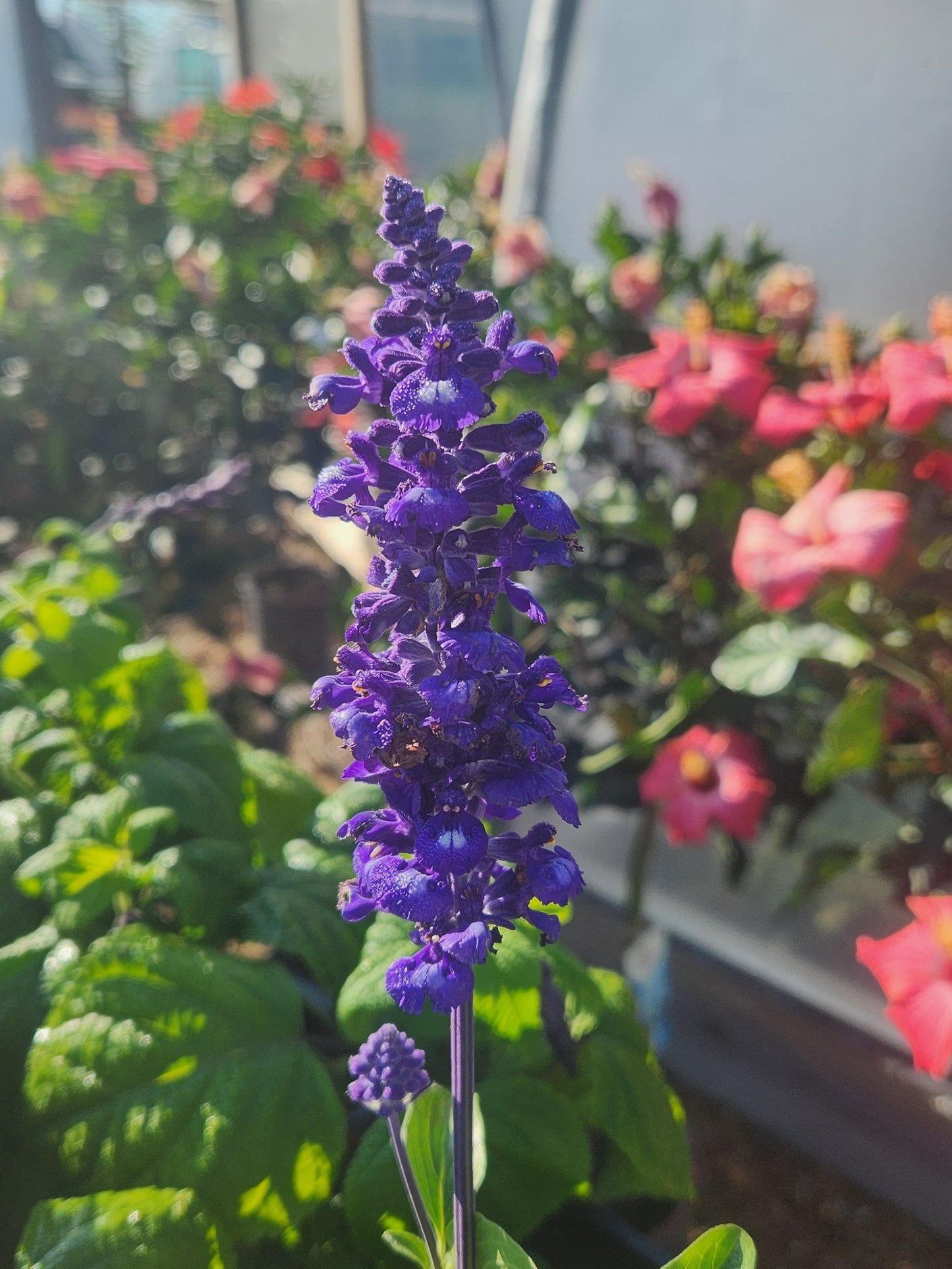 Sage, Anise Scented 'Purple & Bloom' (Salvia)