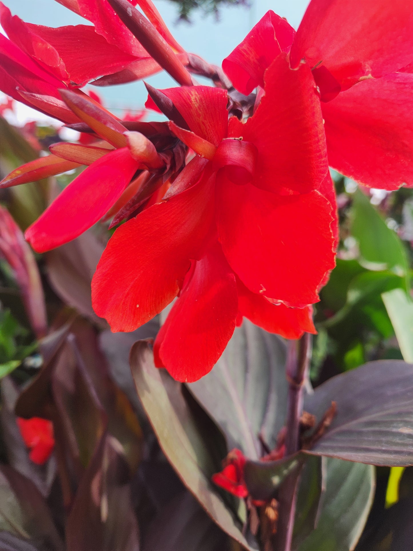 Indian Shot / African Arrowroot 'Cannova Bronze Scarlet' (Canna)