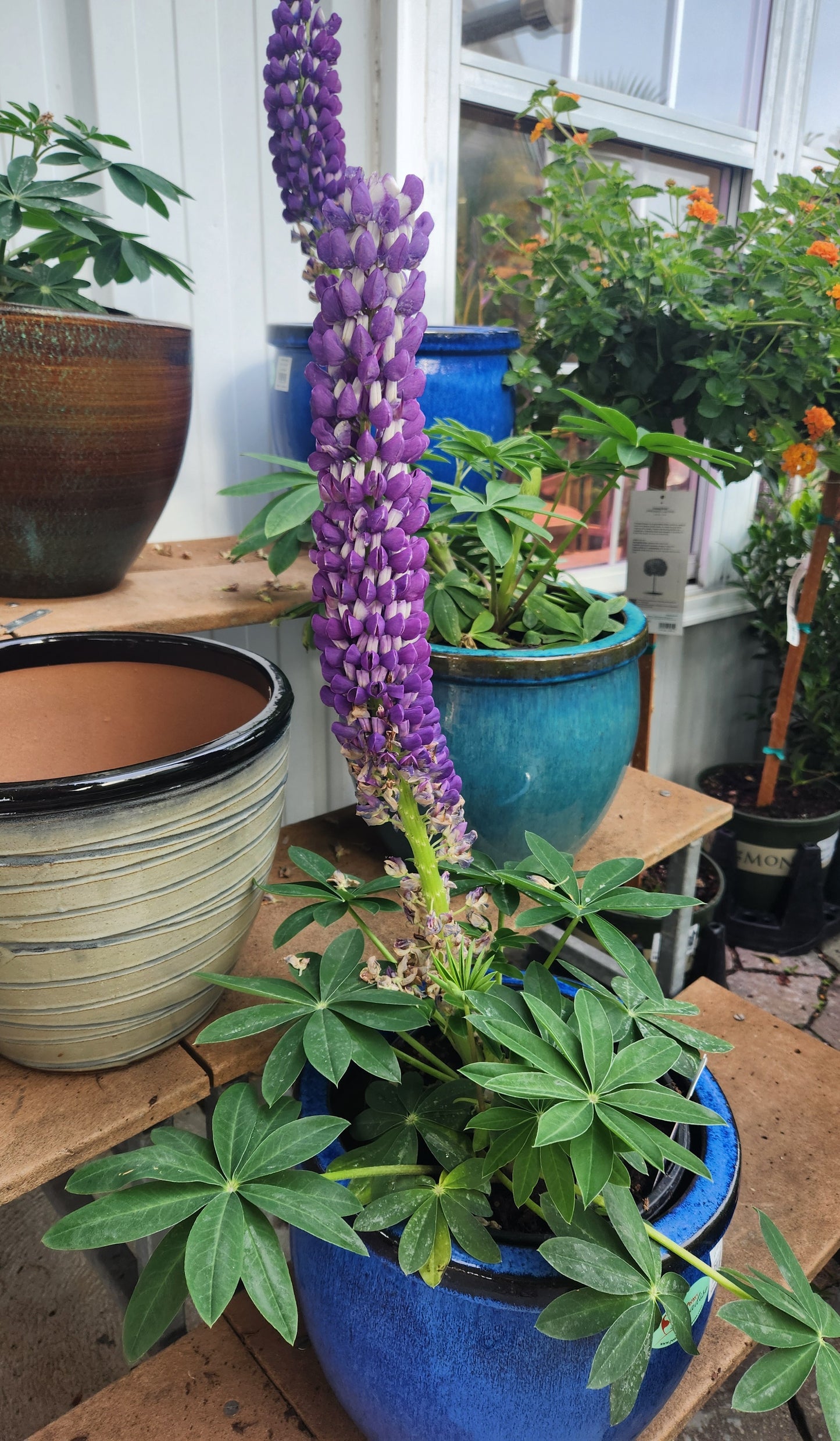 Lupine, Big-Leaf 'West County Persian Slipper' (Lupinus)