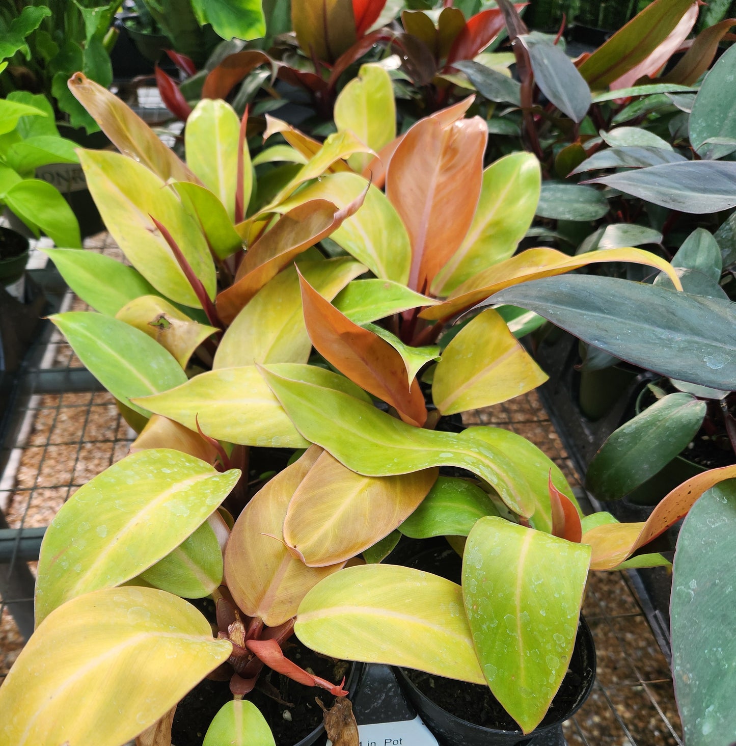 Philodendron 'Prince of Orange' (Philodendron)