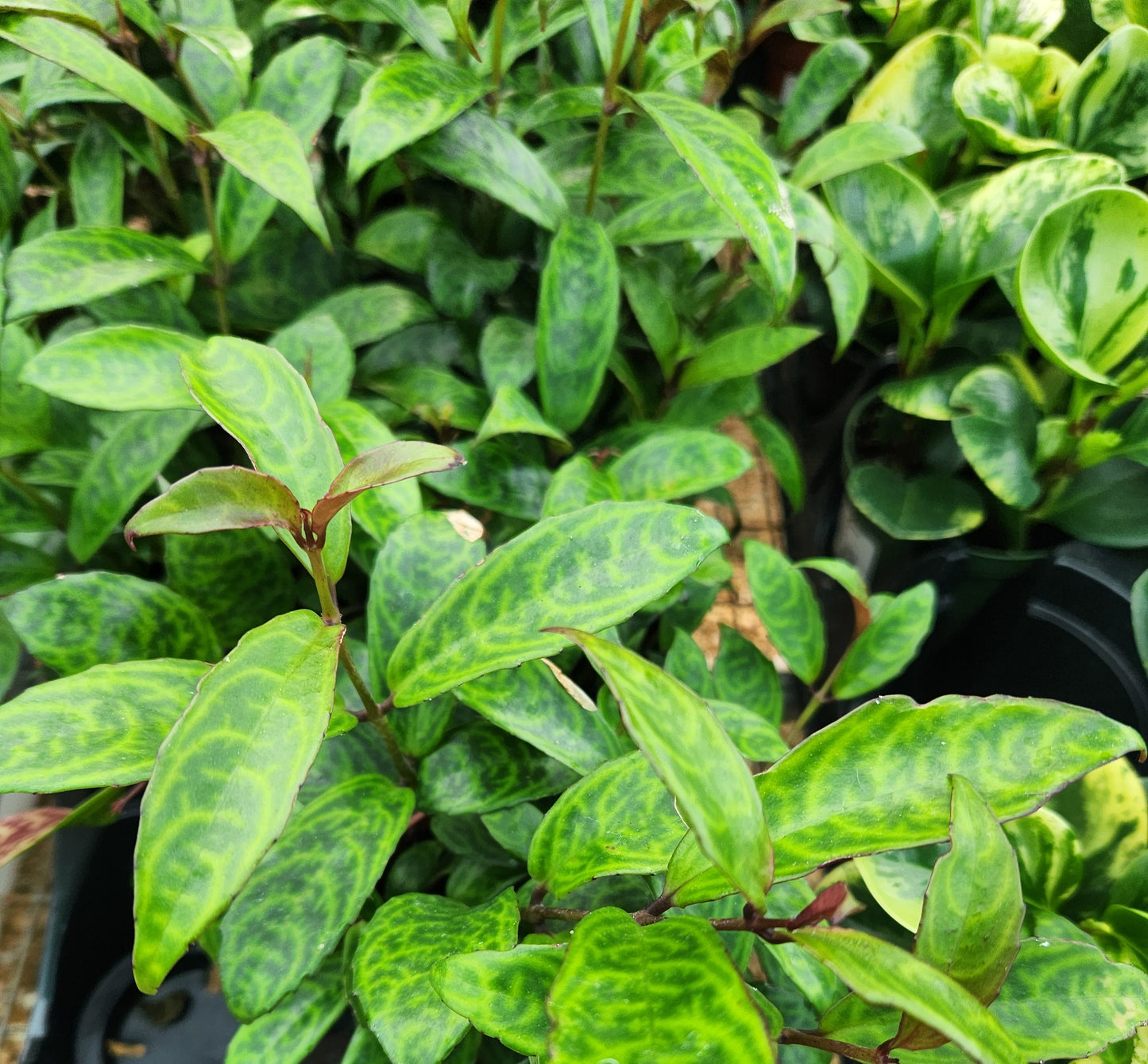 Lipstick Plant 'Black Pagoda' (Aeschynanthus)