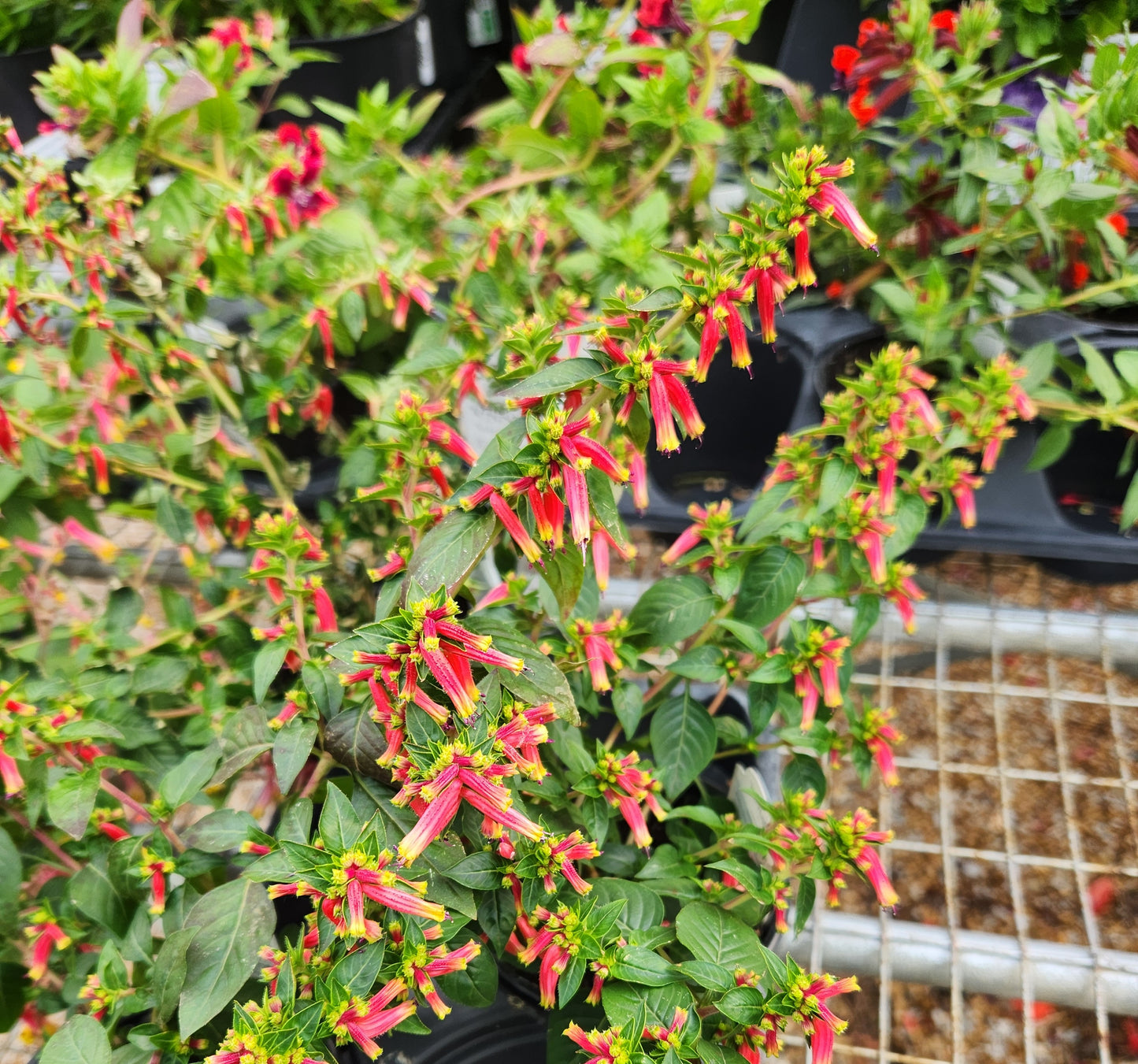 Firecracker Plant (Cuphea)