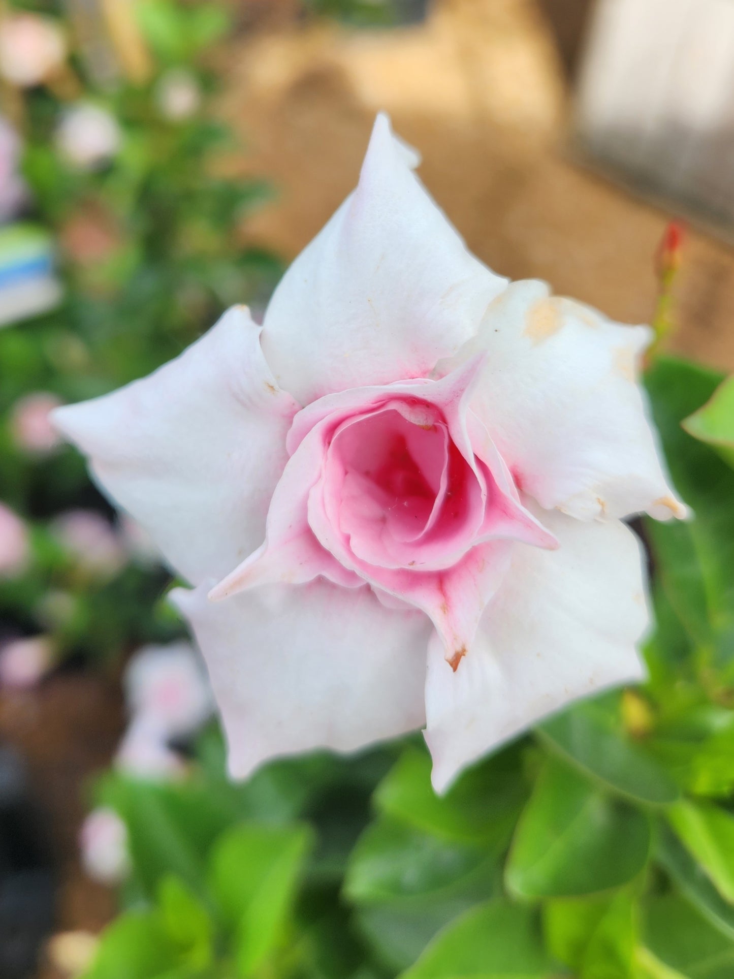 Vine, Mandevilla, Hybrid, Sun Parasol Series (Mandevilla)