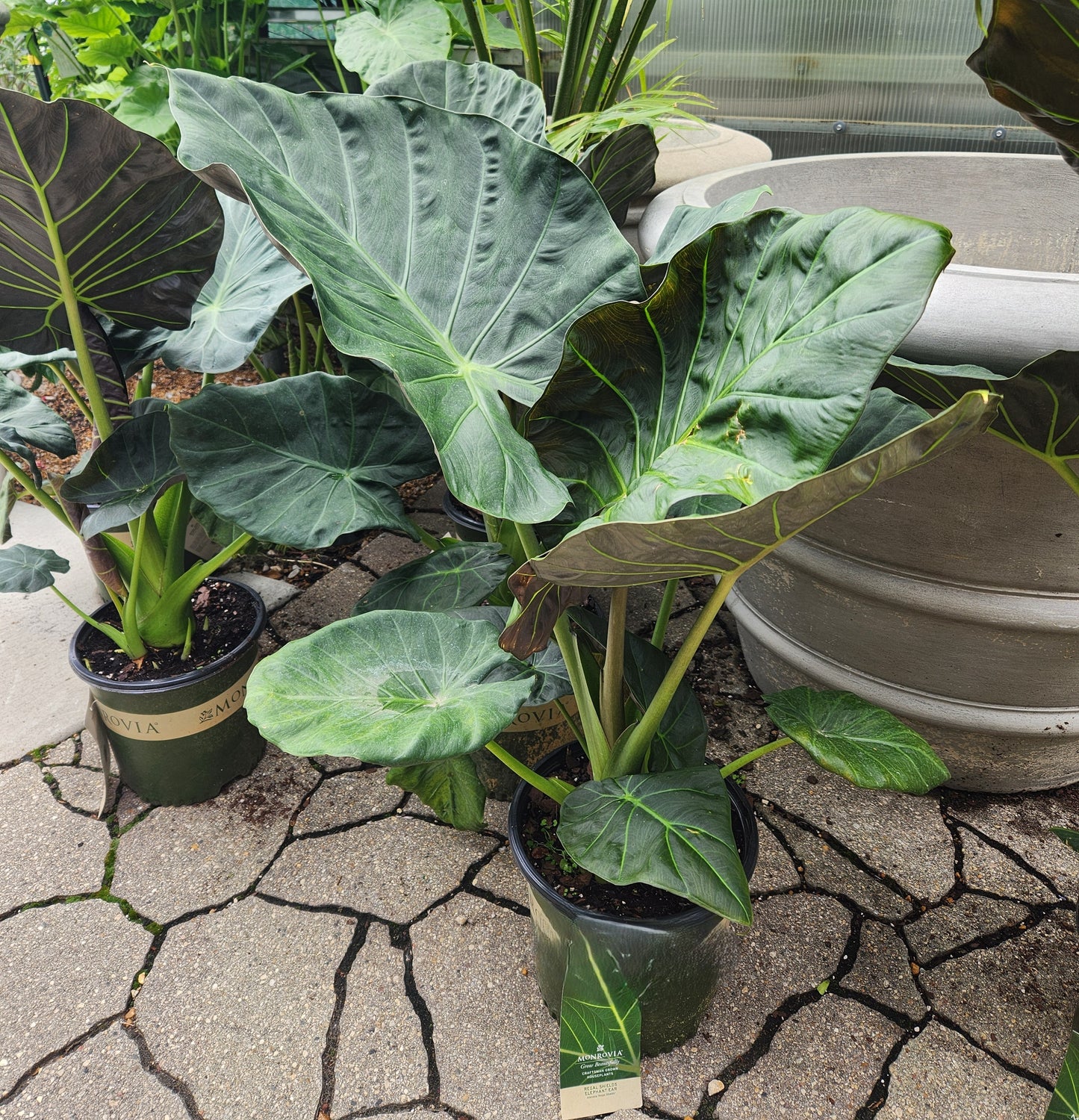 Elephant Ears / African Mask, 'Regal Shields' (Alocasia)