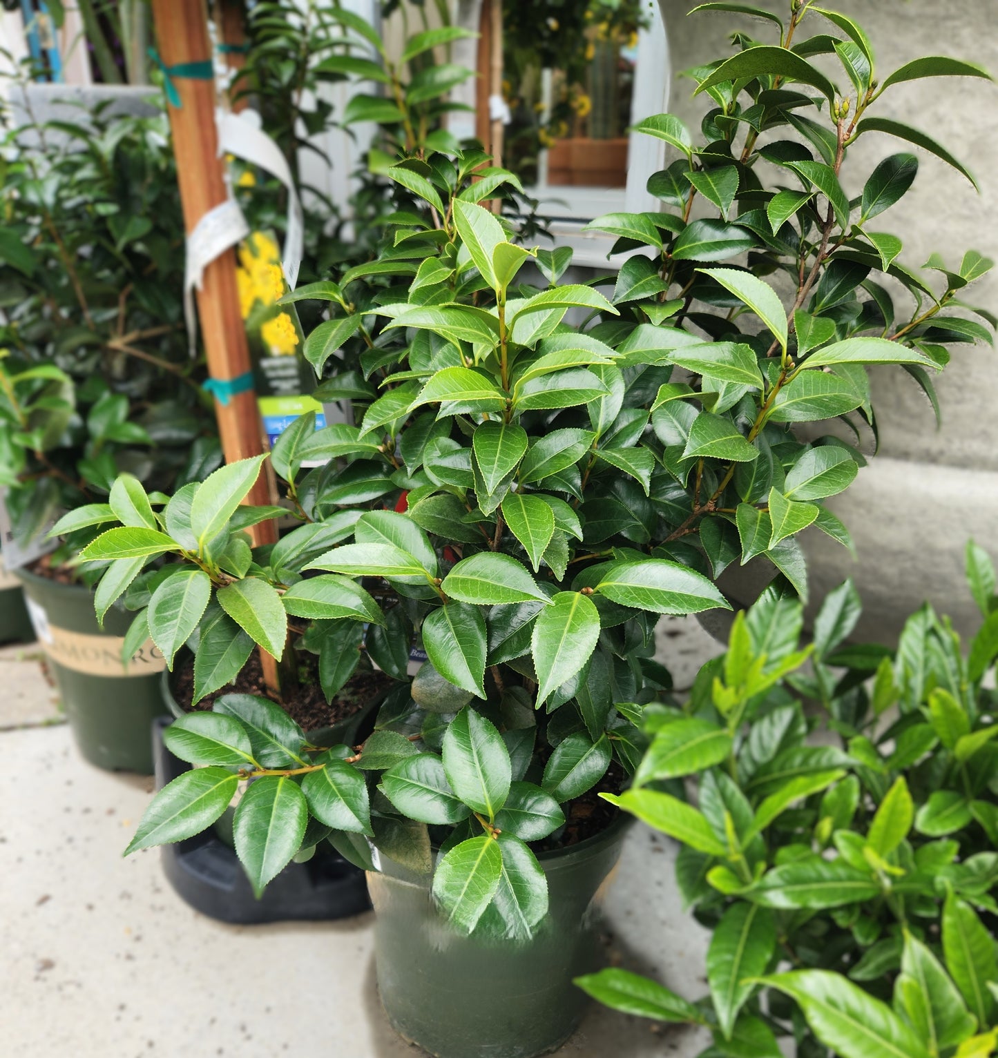 Rose of Winter / Japanese Camellia 'Spring's Promise' (Camellia)