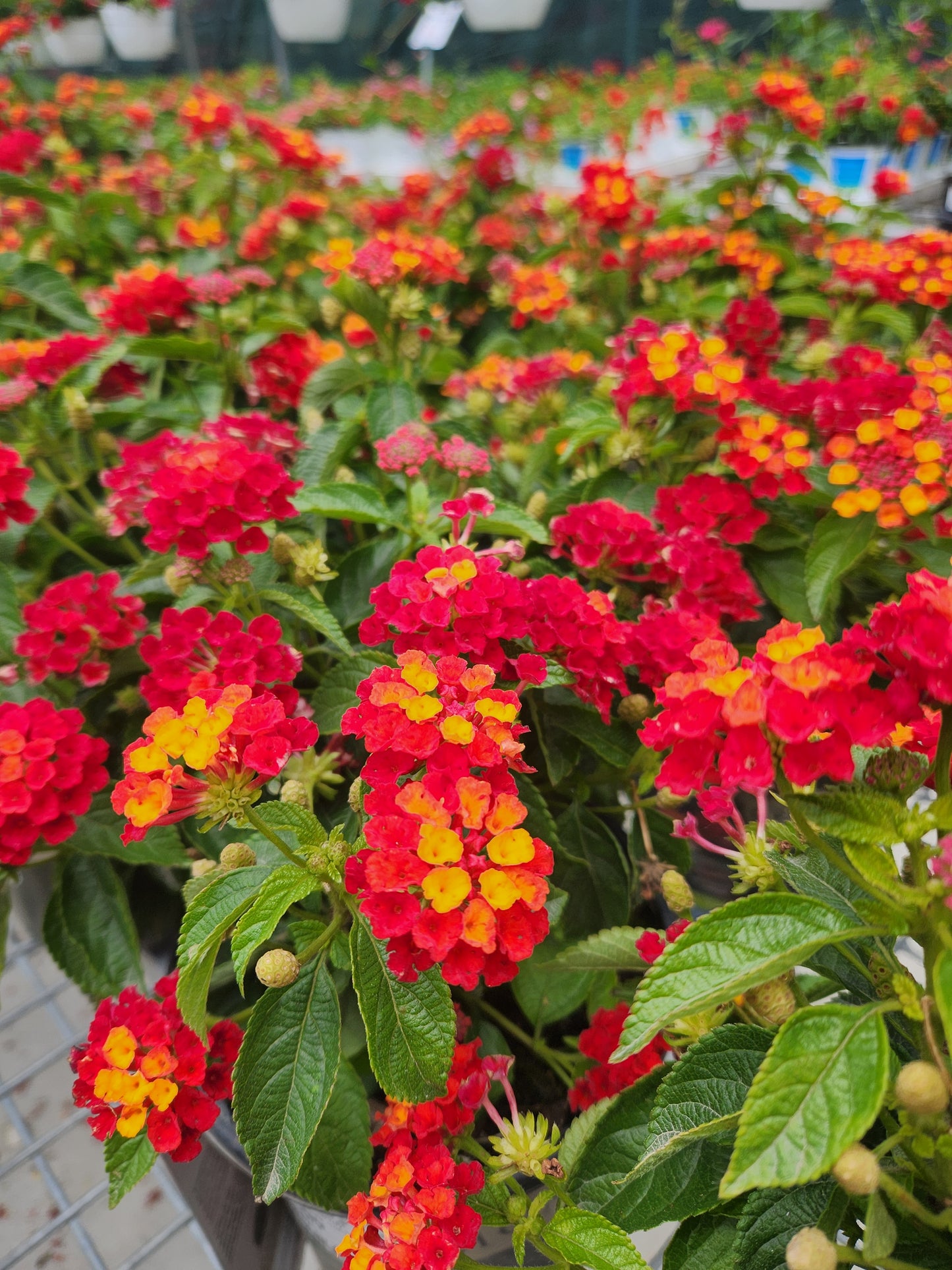 Calico Bush 'Fiesta Picante' (Lantana)