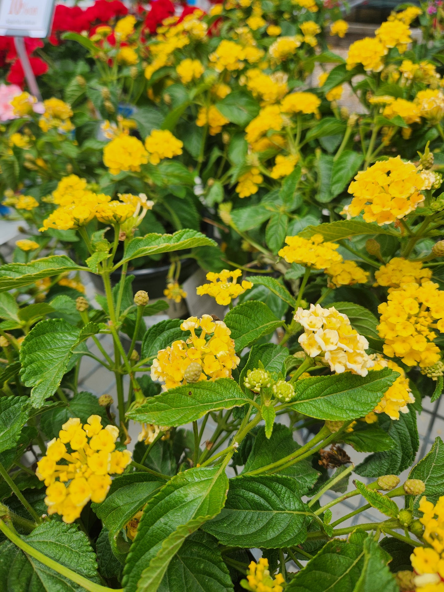 Calico Bush 'Fiesta Pina' (Lantana)