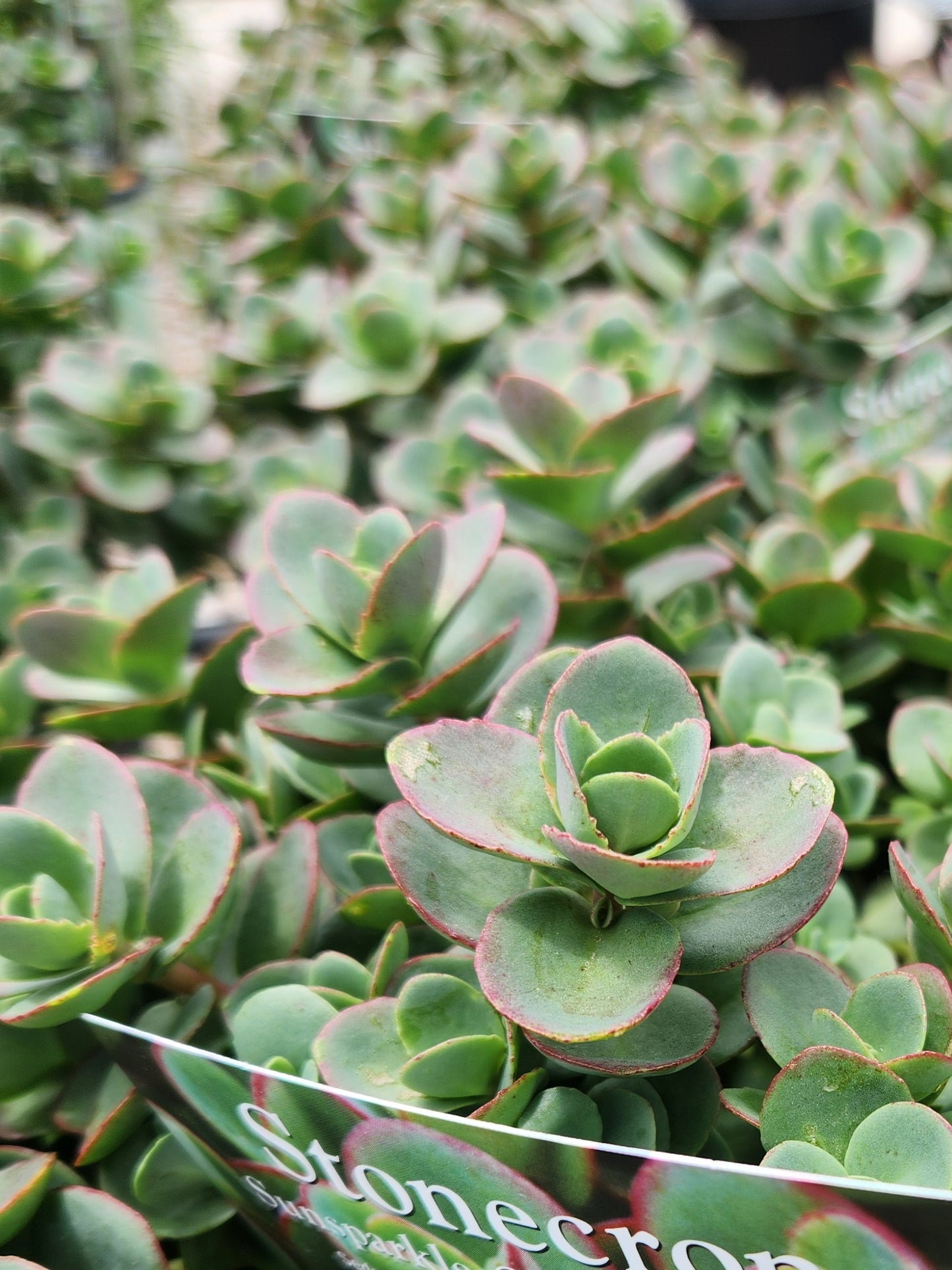 Stonecrop 'SunSparkler Lime Zinger' (Sedum)