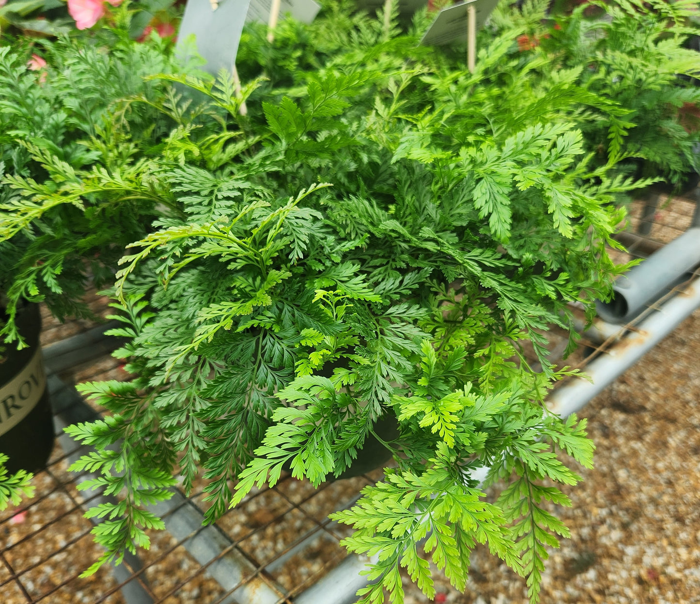 Fern, Rabbit's Foot (Davallia)