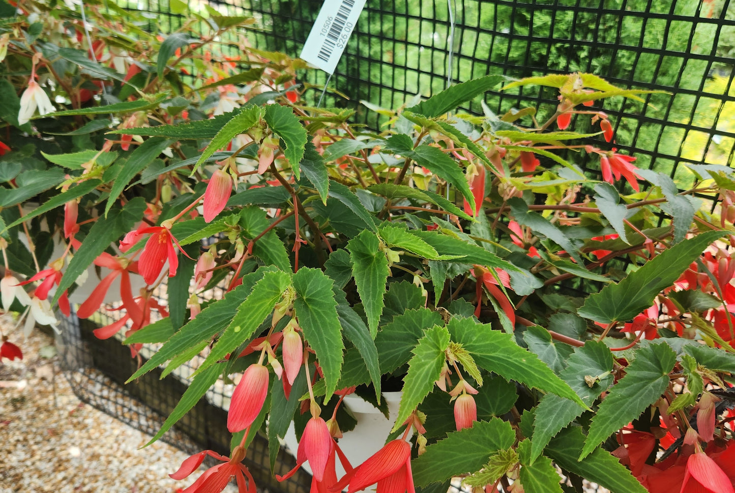 Begonia, Bolivian Trailing (Begonia)
