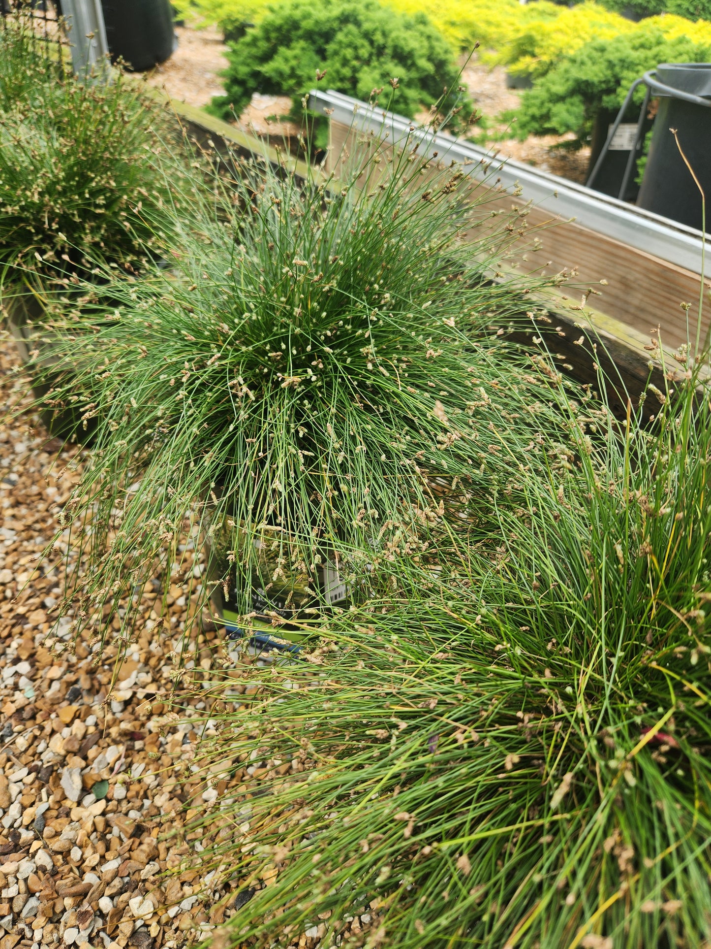 Grass, Ornamental Fiber Optic 'Live Wire' (Isolepis)