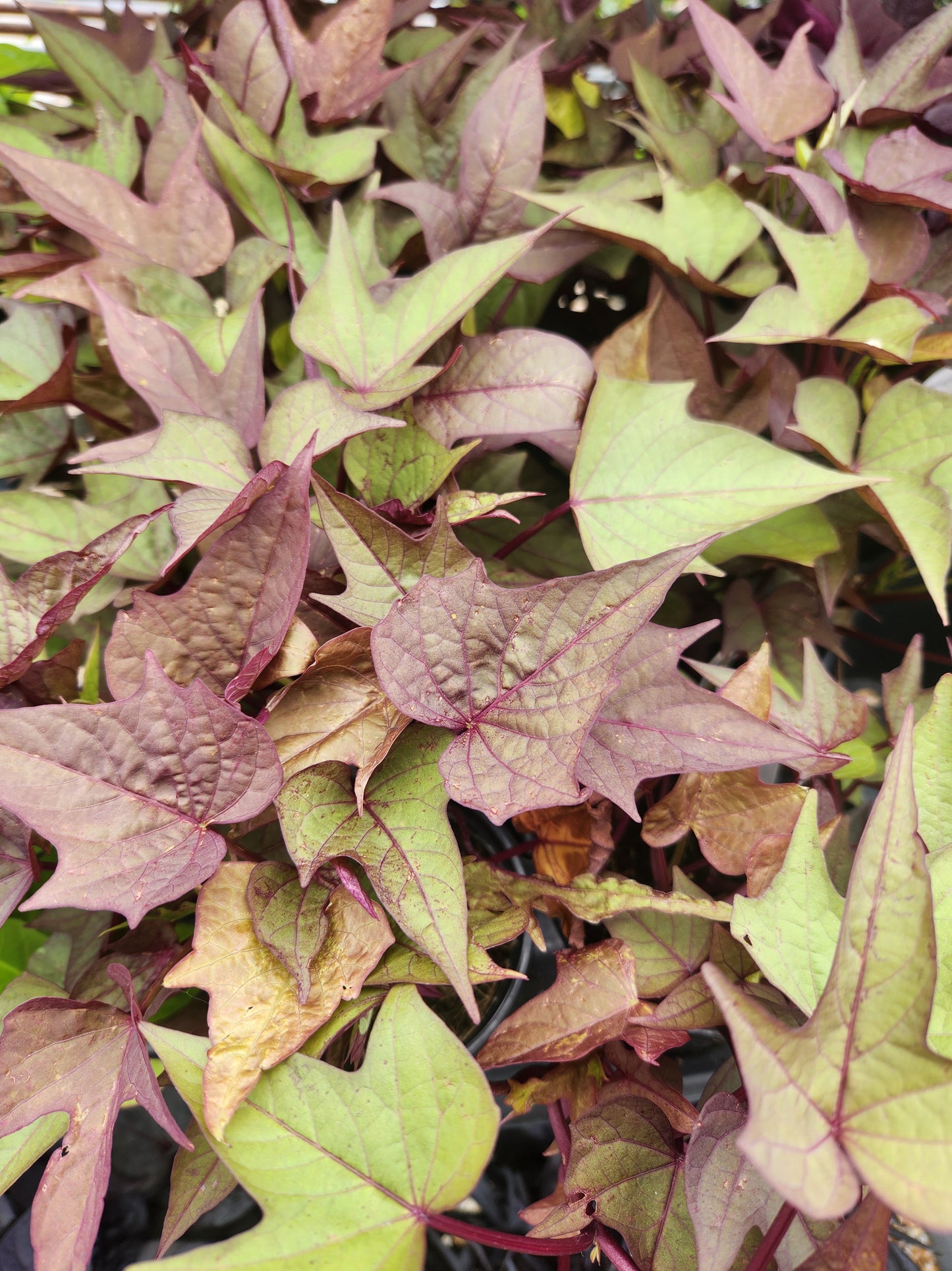 Potato Vine, Ornamental (Ipomoea)