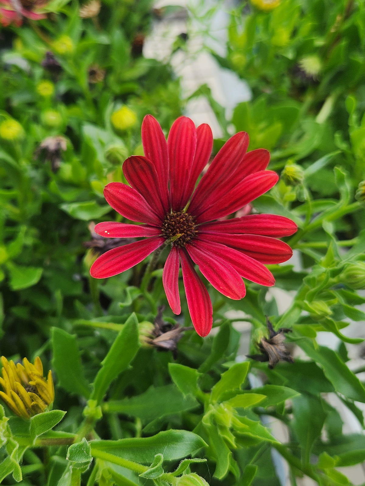 Daisy, African (Osteospermum)