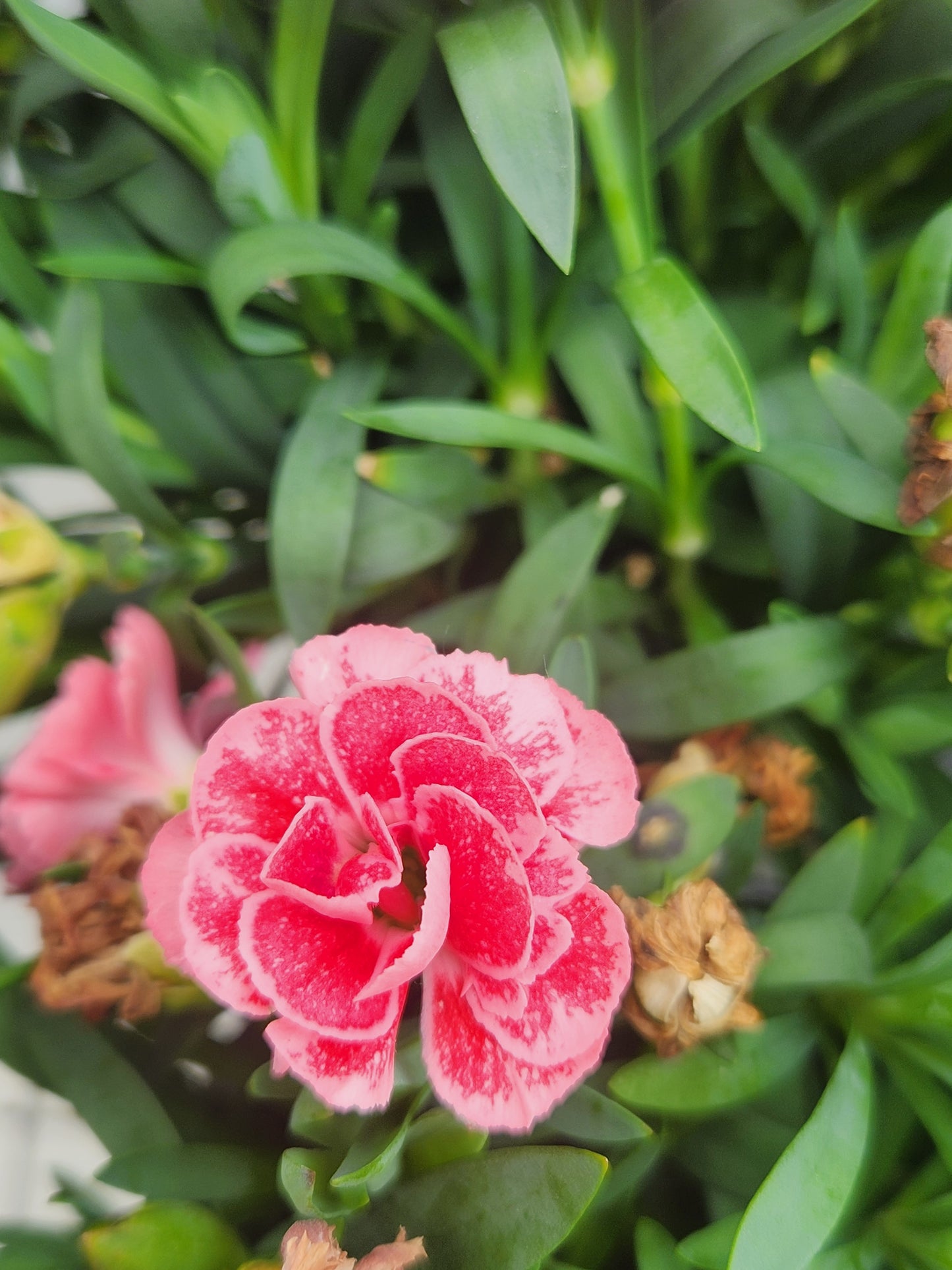 Pinks, Carnation Clove Miniature Varieties (Dianthus)