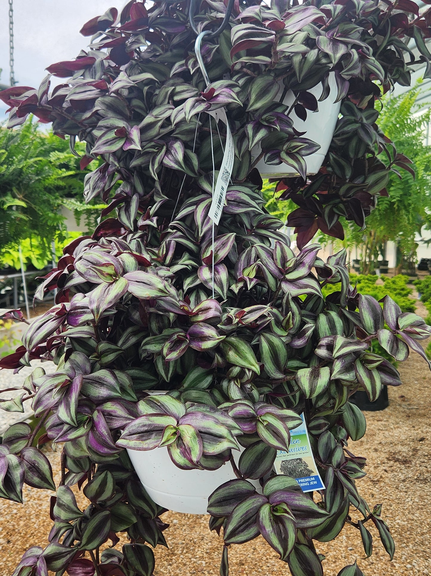 Wandering Jew (Tradescantia)