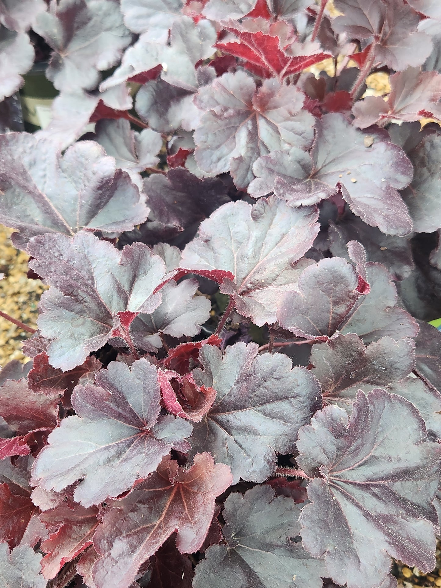Coral Bells 'Sirens Song Dark N’ Bright' (Heuchera)