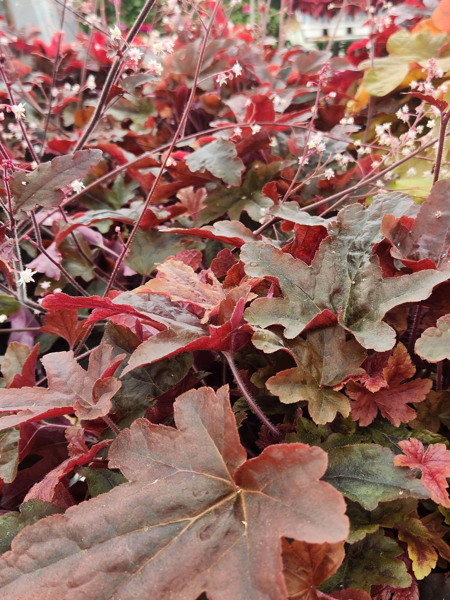 Foamy Bells 'Fun & Games Red Rover' (Heucherella)