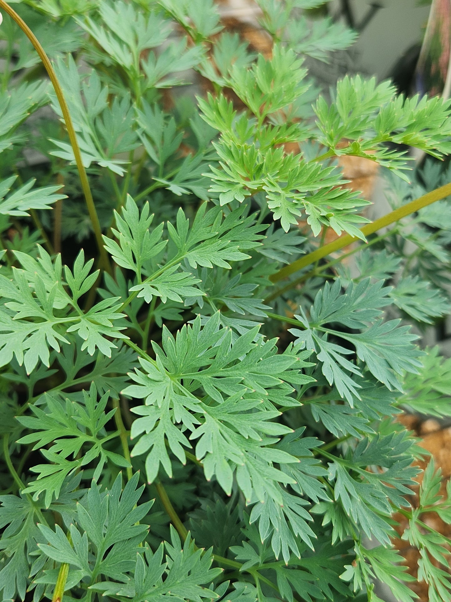 Bleeding Hearts, Fern-Leaf 'Pink Diamonds' (Dicentra)