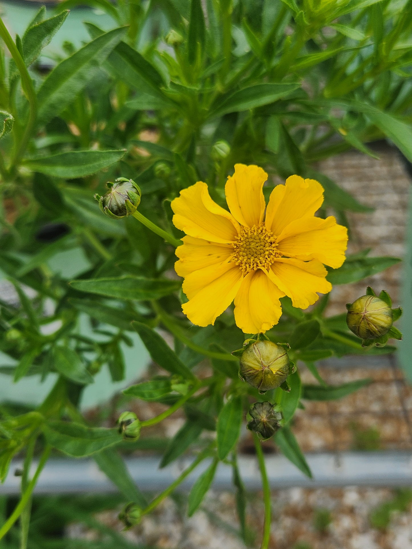 Tickseed, Hybrid Mouse Ear 'Li'l Bang Goldi Locks' (Coreopsis)