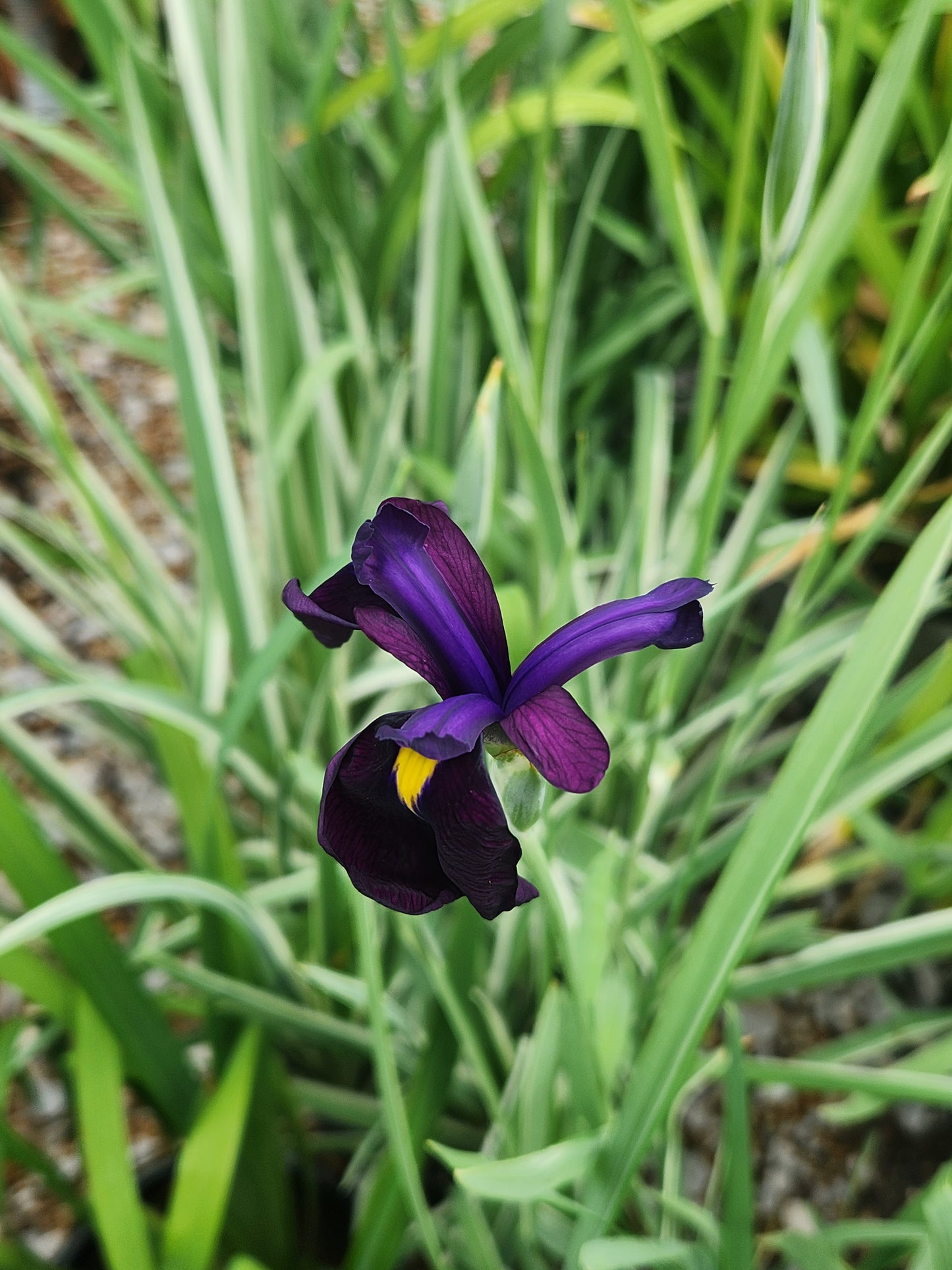 Iris, Japanese Water 'Variegata' (Iris)