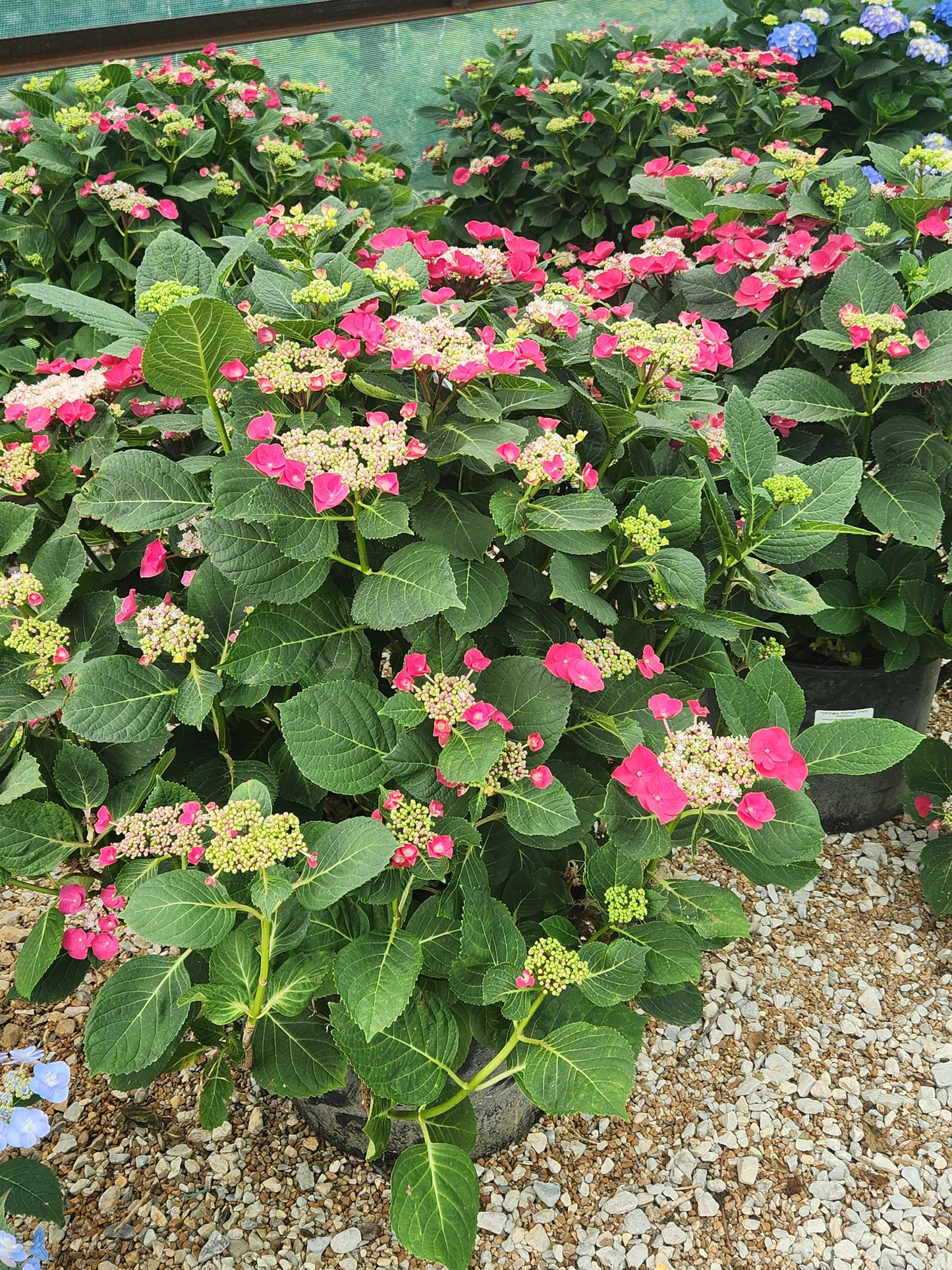 Hydrangea, Big-leaf Mophead 'Cherry Explosion' (Hydrangea)