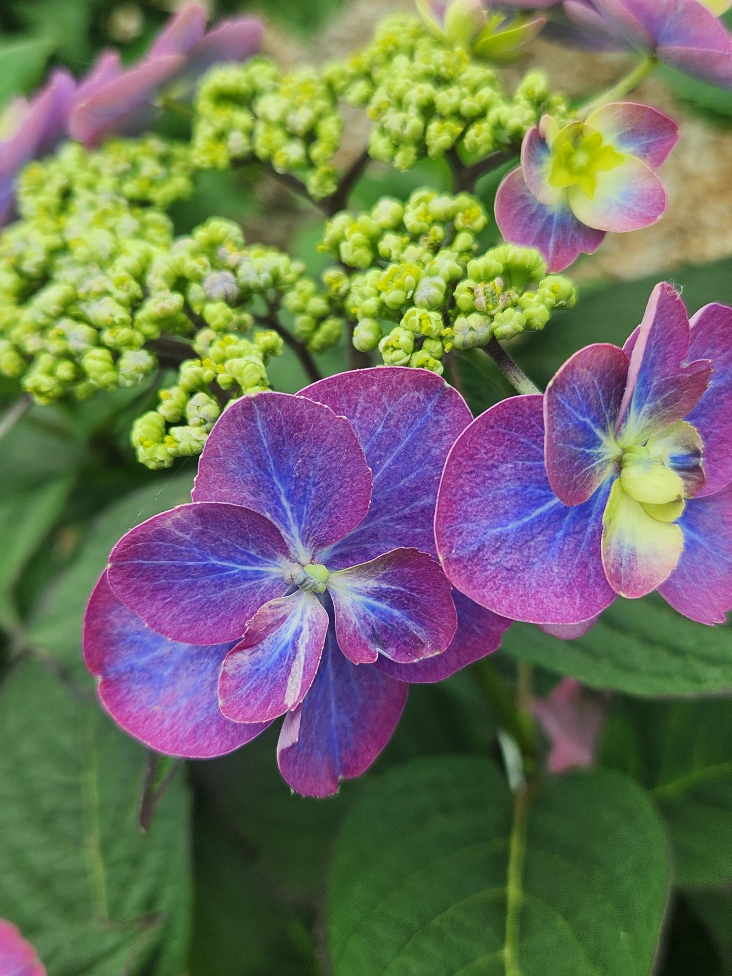 Hydrangea, Mountain Lacecap 'Tuff Stuff' (Hydrangea)