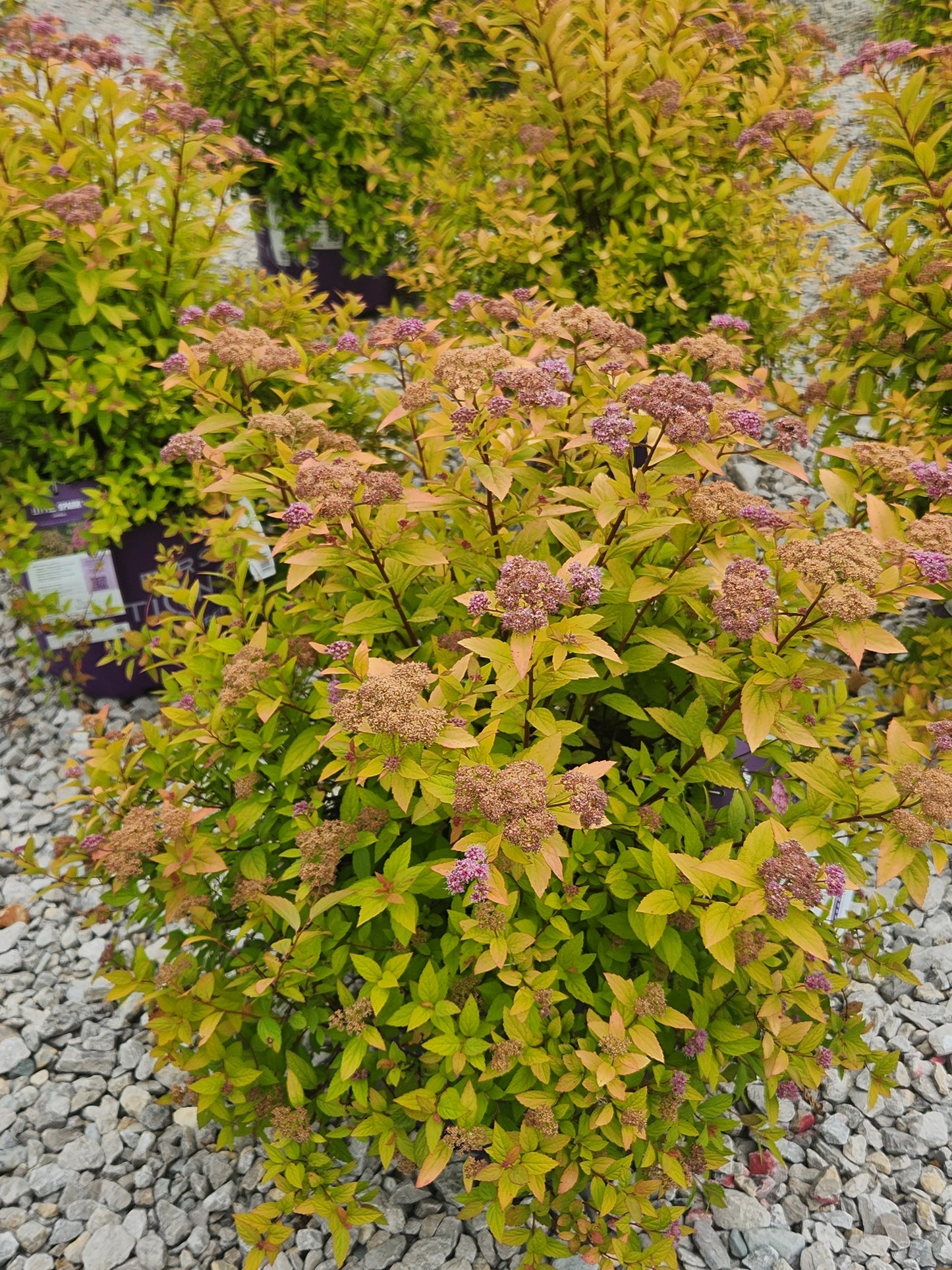 Spirea / Meadowsweet, Japanese 'Little Spark' (Spiraea)