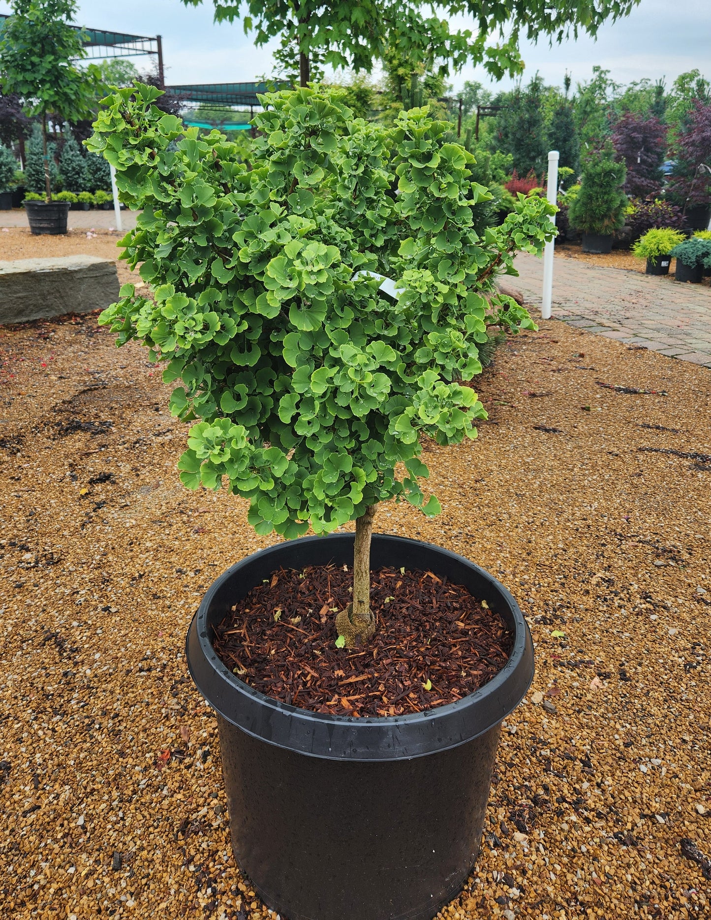 Maidenhair Tree, Male Dwarf 'Mariken' (Ginkgo)